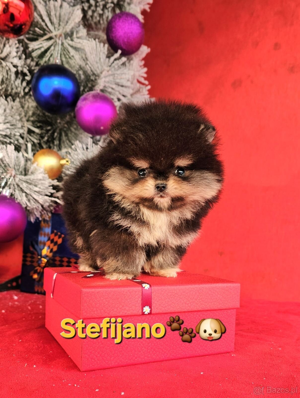 Pomeranian Boo – Szczenięta w kolorze CHOCOLATE & TAN | NOWO - 4