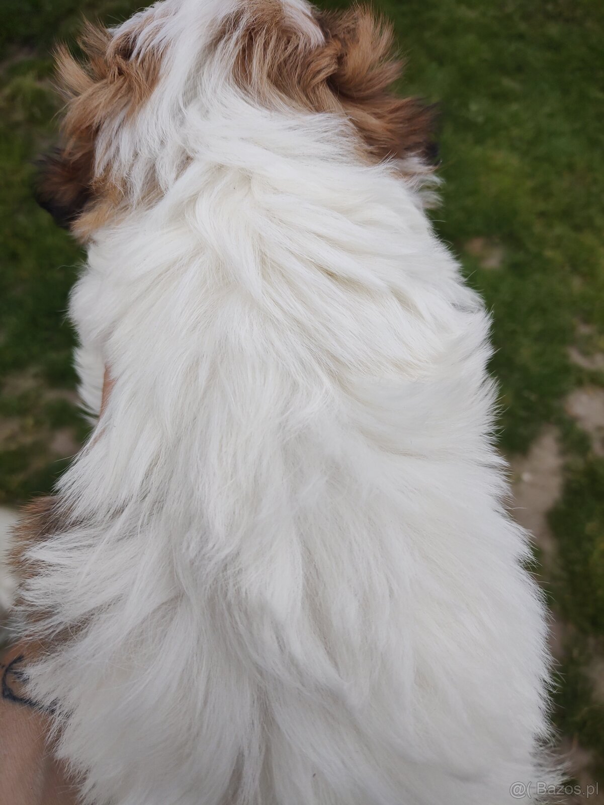Suczka shih- -tzu - 4