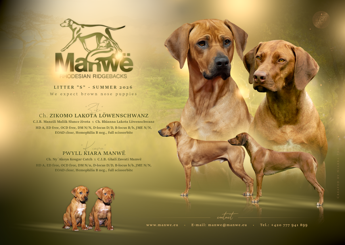 Rhodesian ridgeback FCI - 4