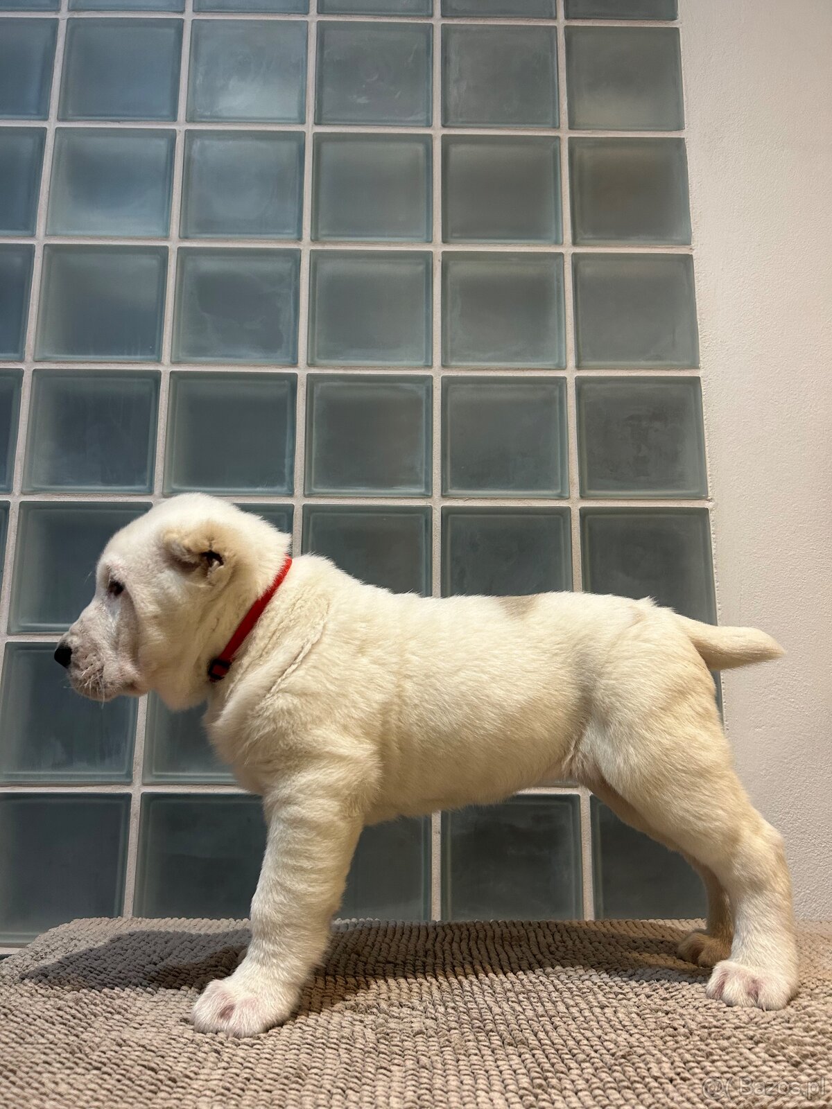 Owczarek środkowoazjatycki alabai - 4