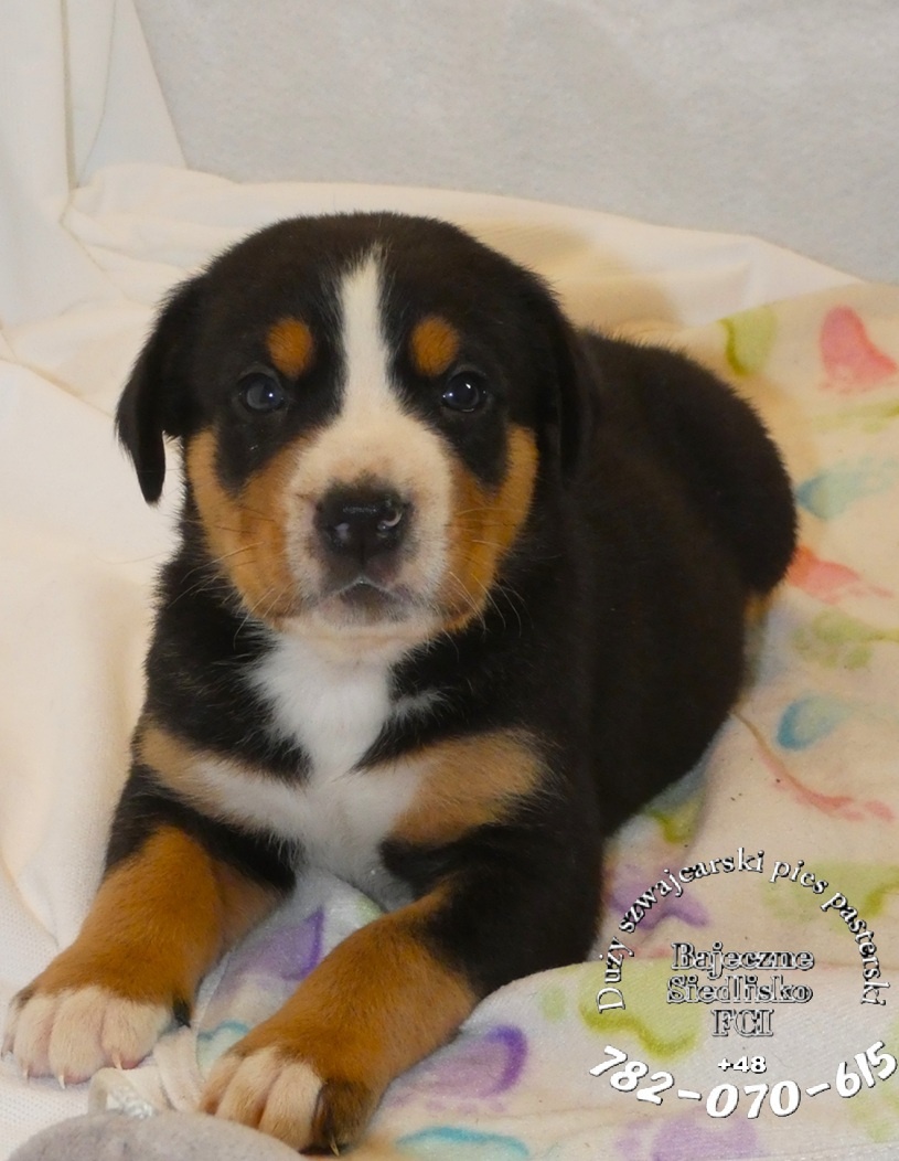 Mamy szczeniaki Duży Szwajcarski Pies Pasterski szczeniak - 4
