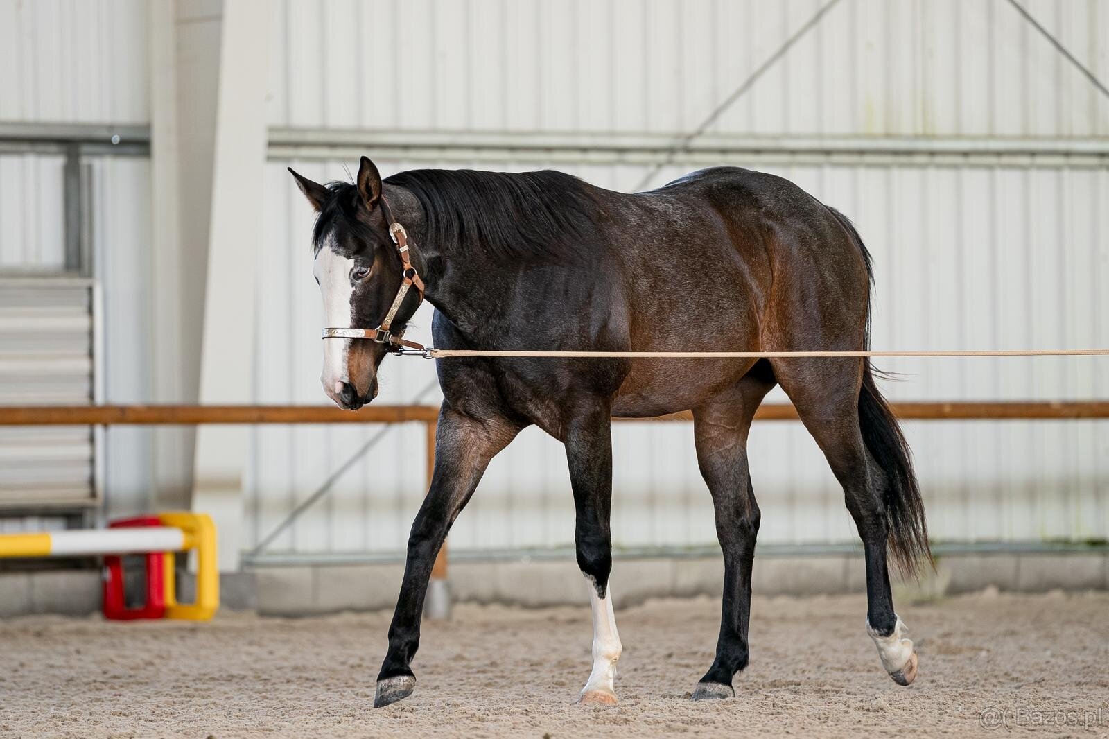 APH gelding, bay roan overo - 4