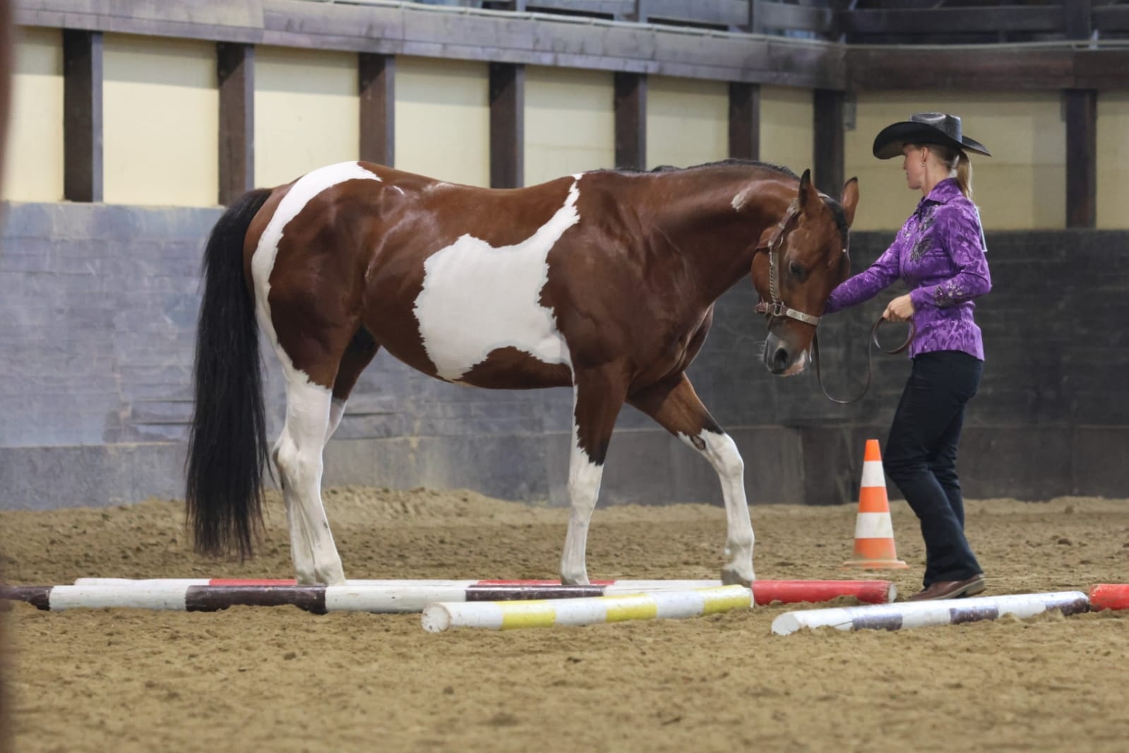 APH gelding bay tobiano - 4