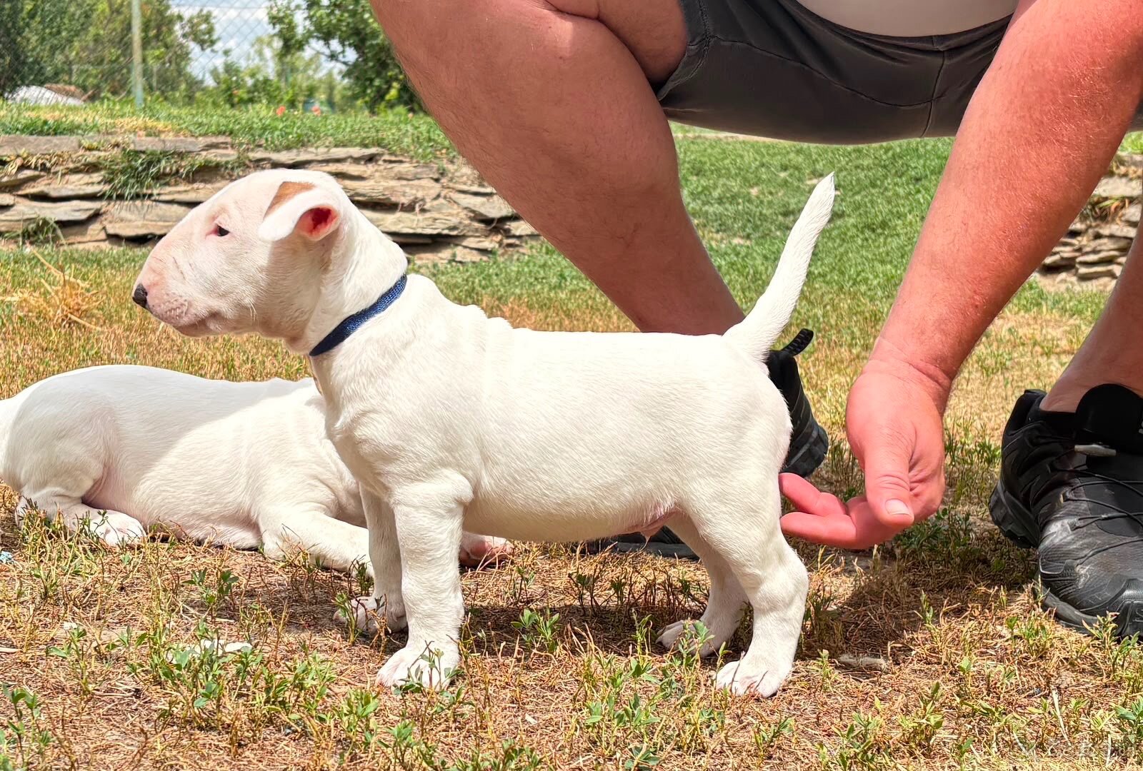 Bullterrier - 4