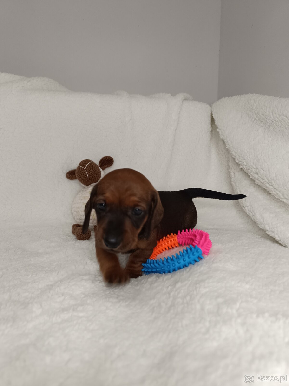 Jamnik miniaturowy krotkowlosy - 4