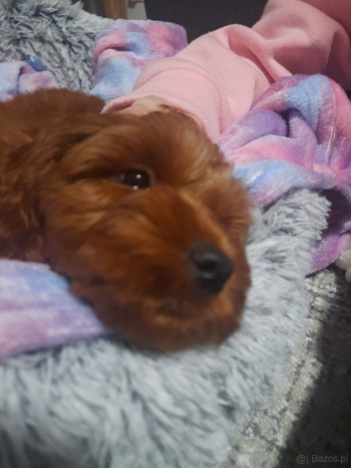 Szczeniak Cockapoo - 4