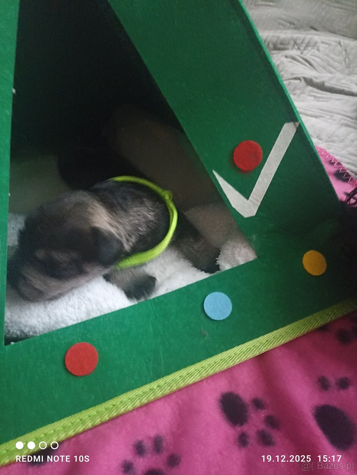 Sznaucerki szukają domku - 4