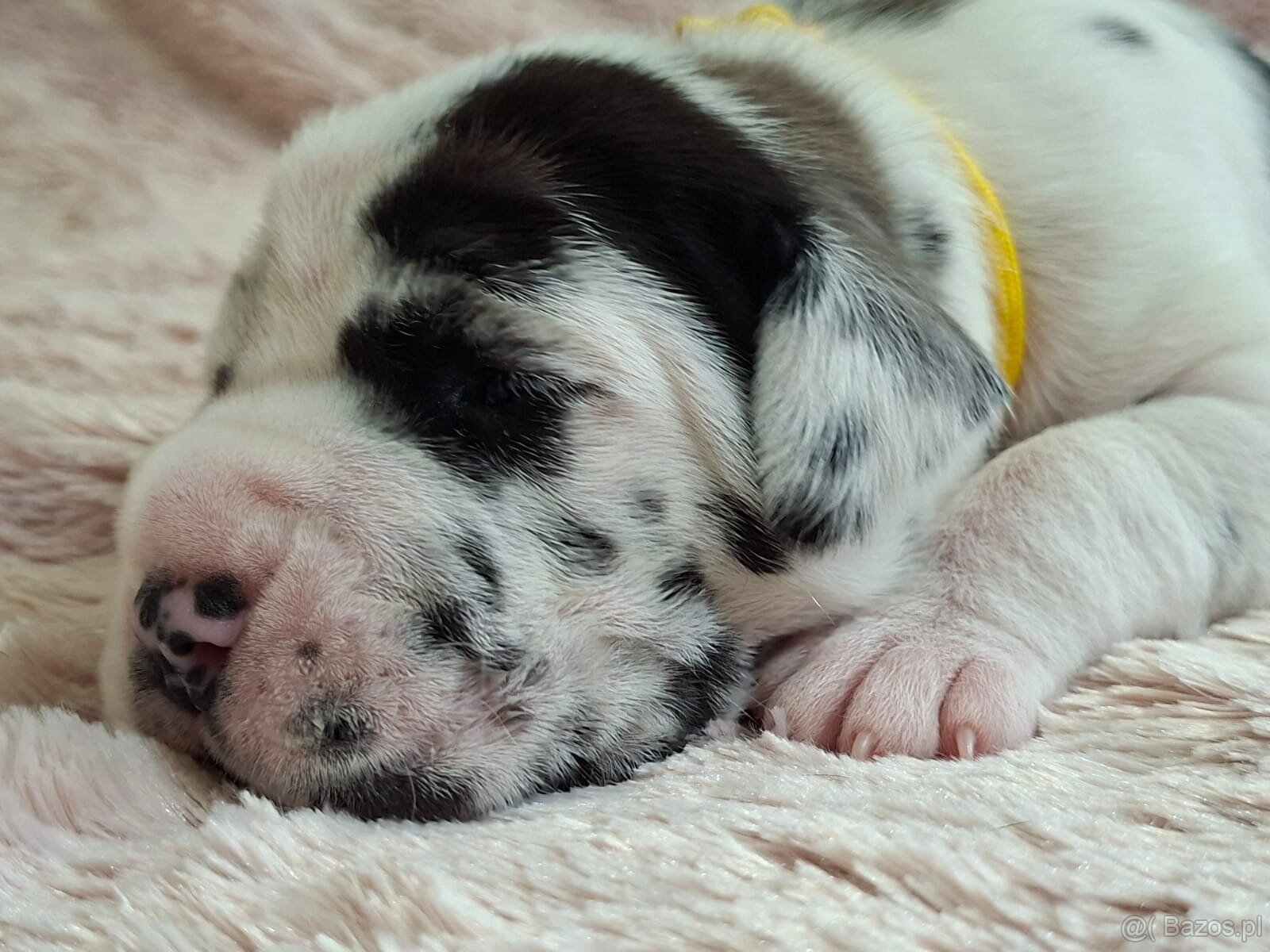 Dog niemiecki - 4