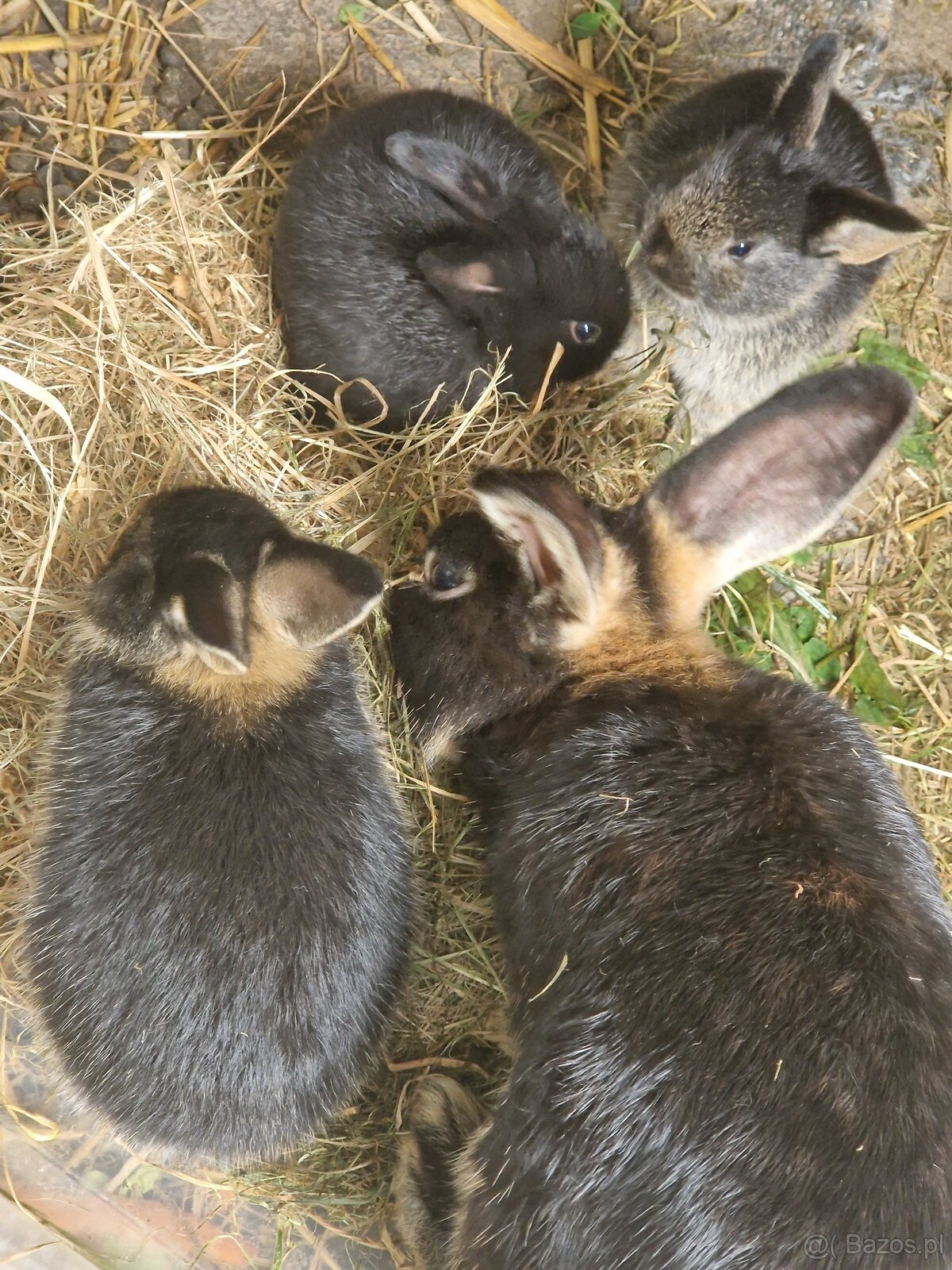 Króliczki miniaturki - 4