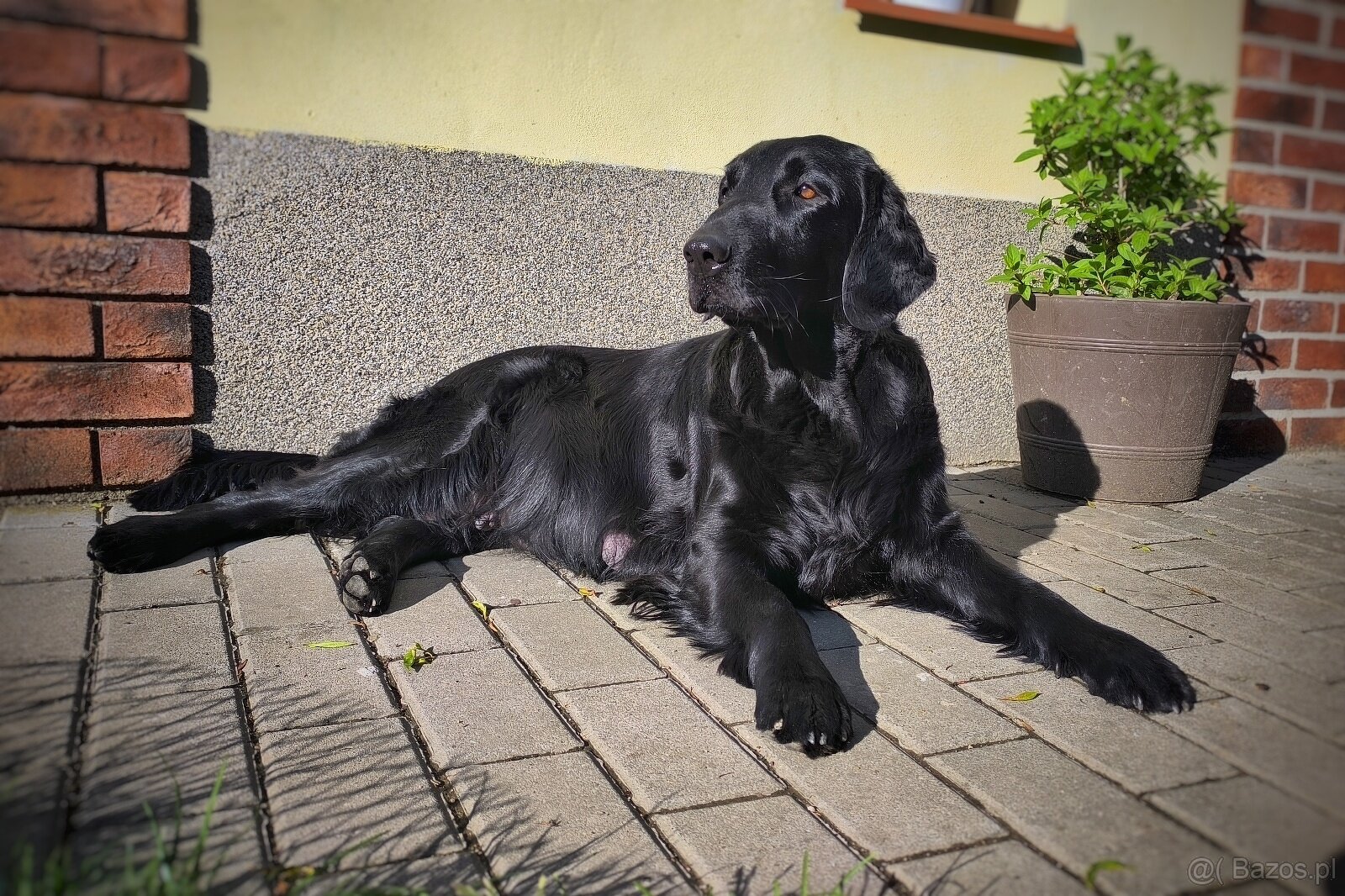 Flat coated retriever - Rezerwacja szczeniąt - 4