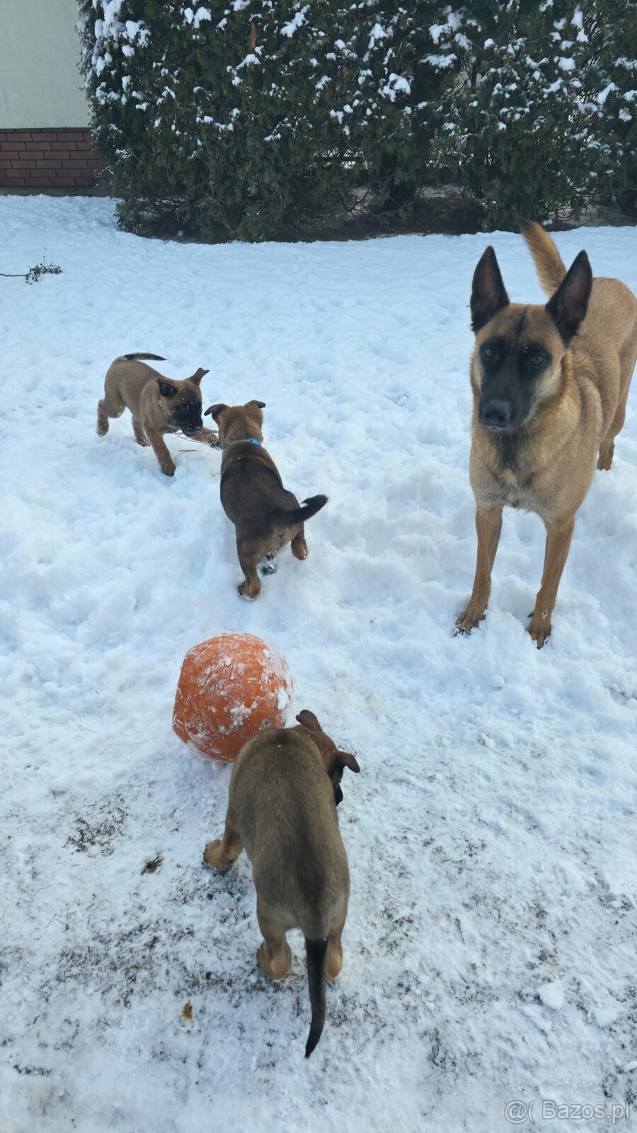 Owczarek belgijski - 4