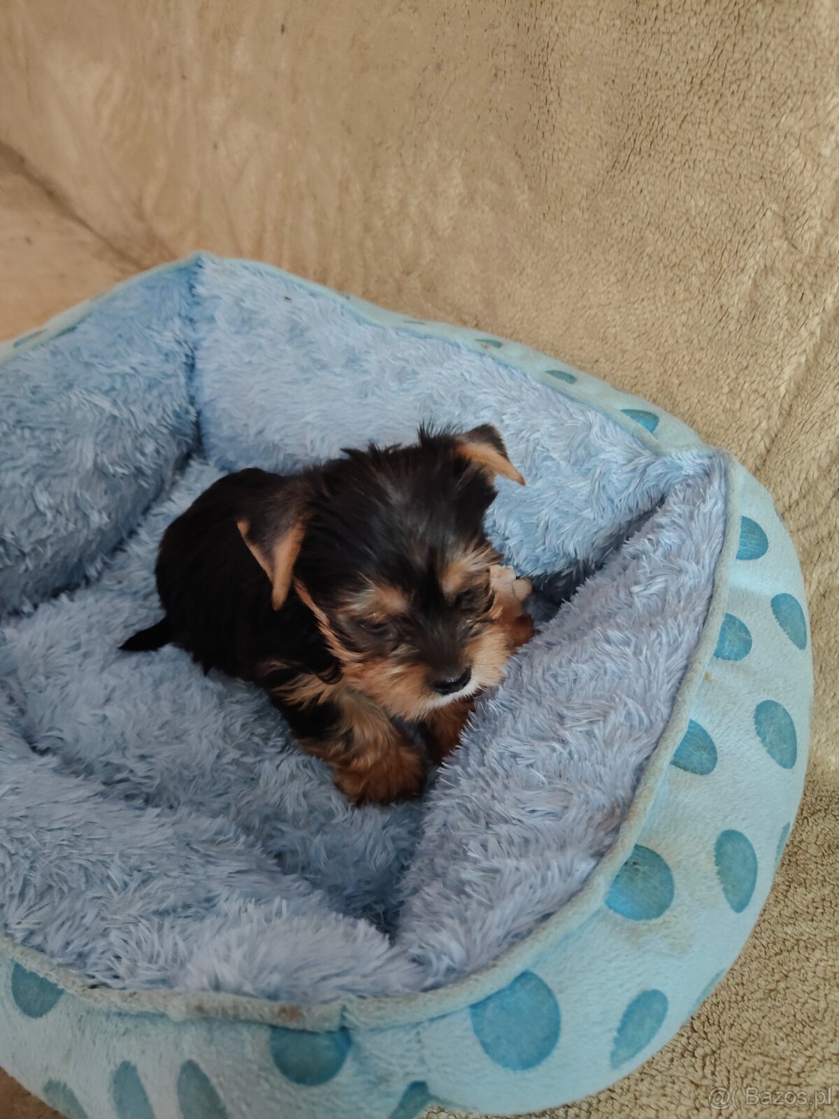 Nala ,Nela , Niko rezerwacja - 4