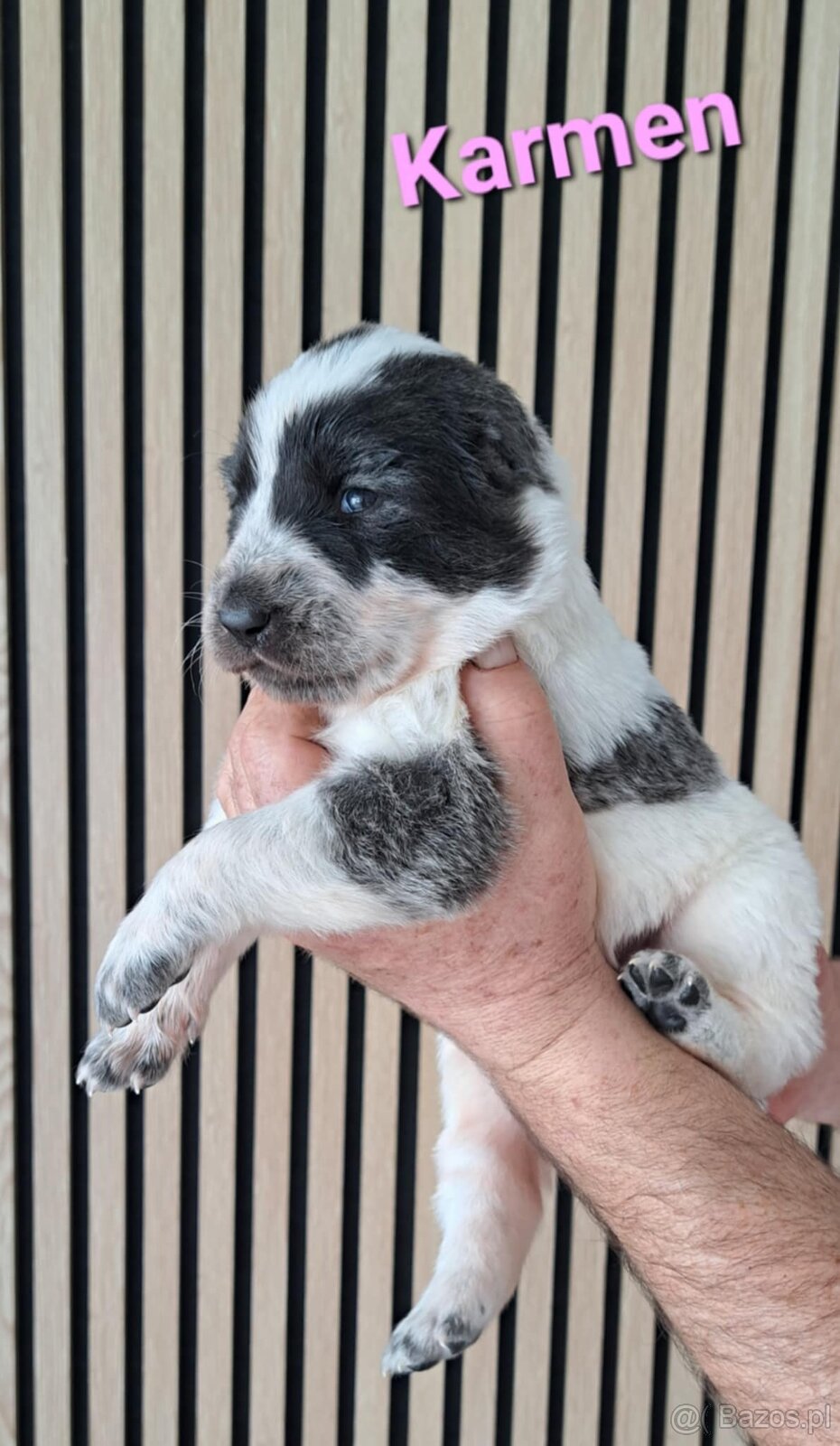 Owczarek środkowoazjatycki ... szczenięta FCI - 4