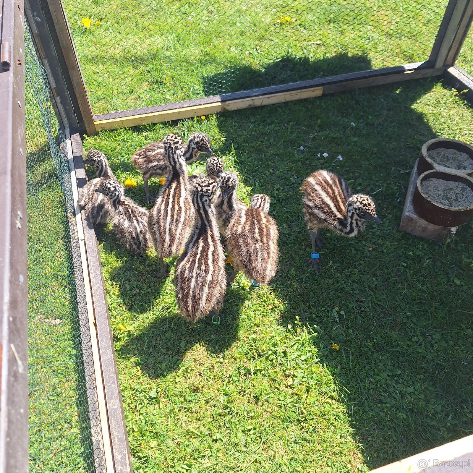 Mláďatá Emu - 4