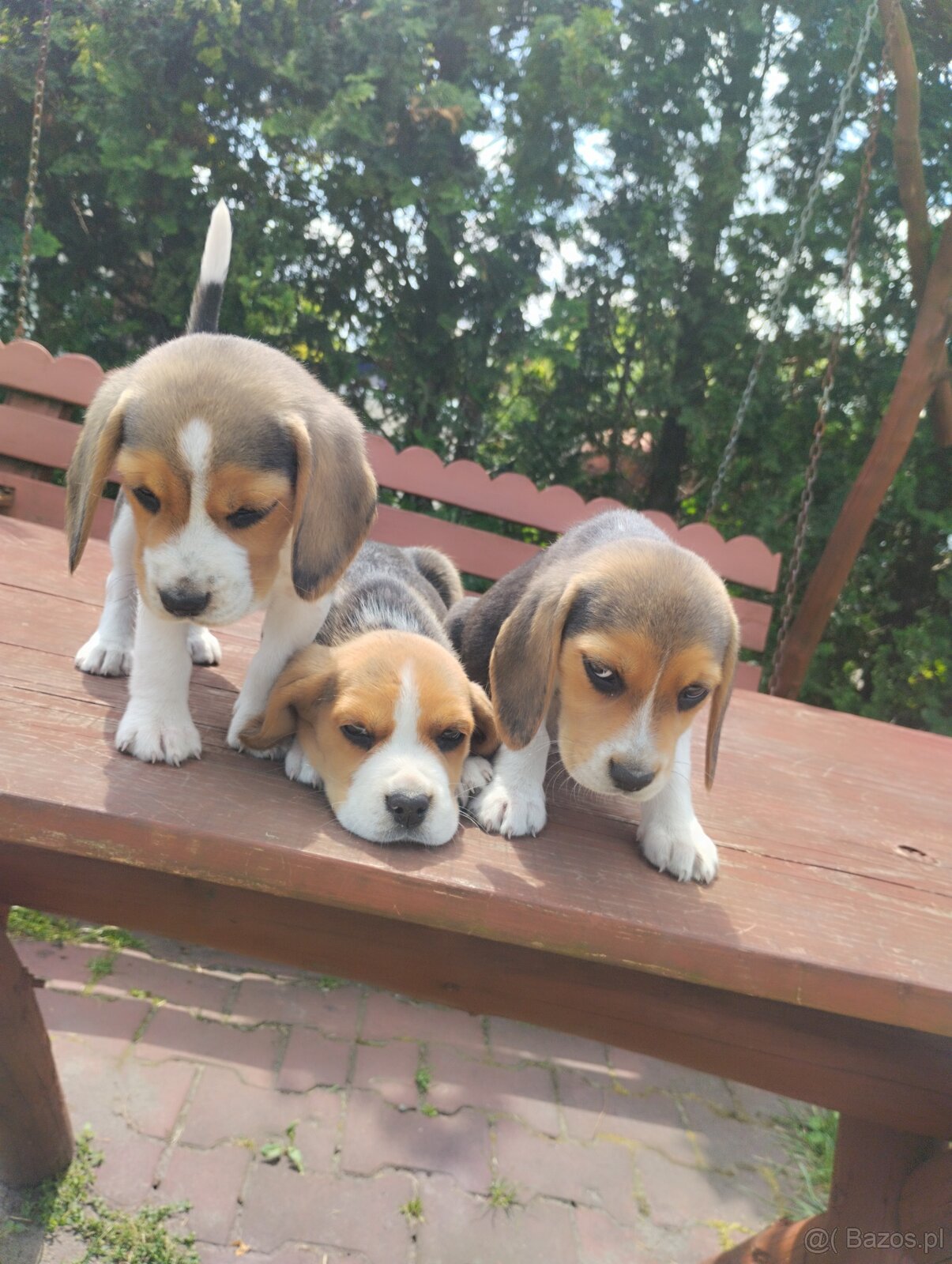 Beagle szczenieta - 4