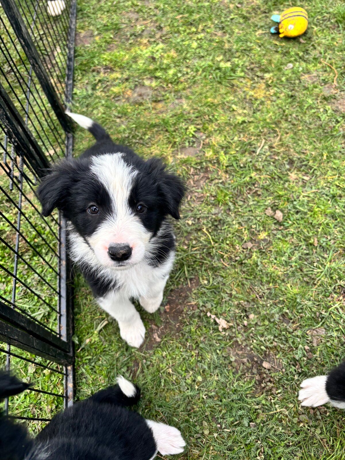 Puppies border collie - 4