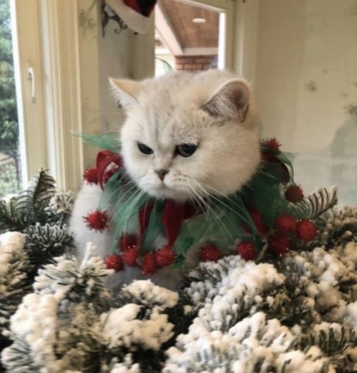 Szkocka Zwisłoucha - Firenze - 4