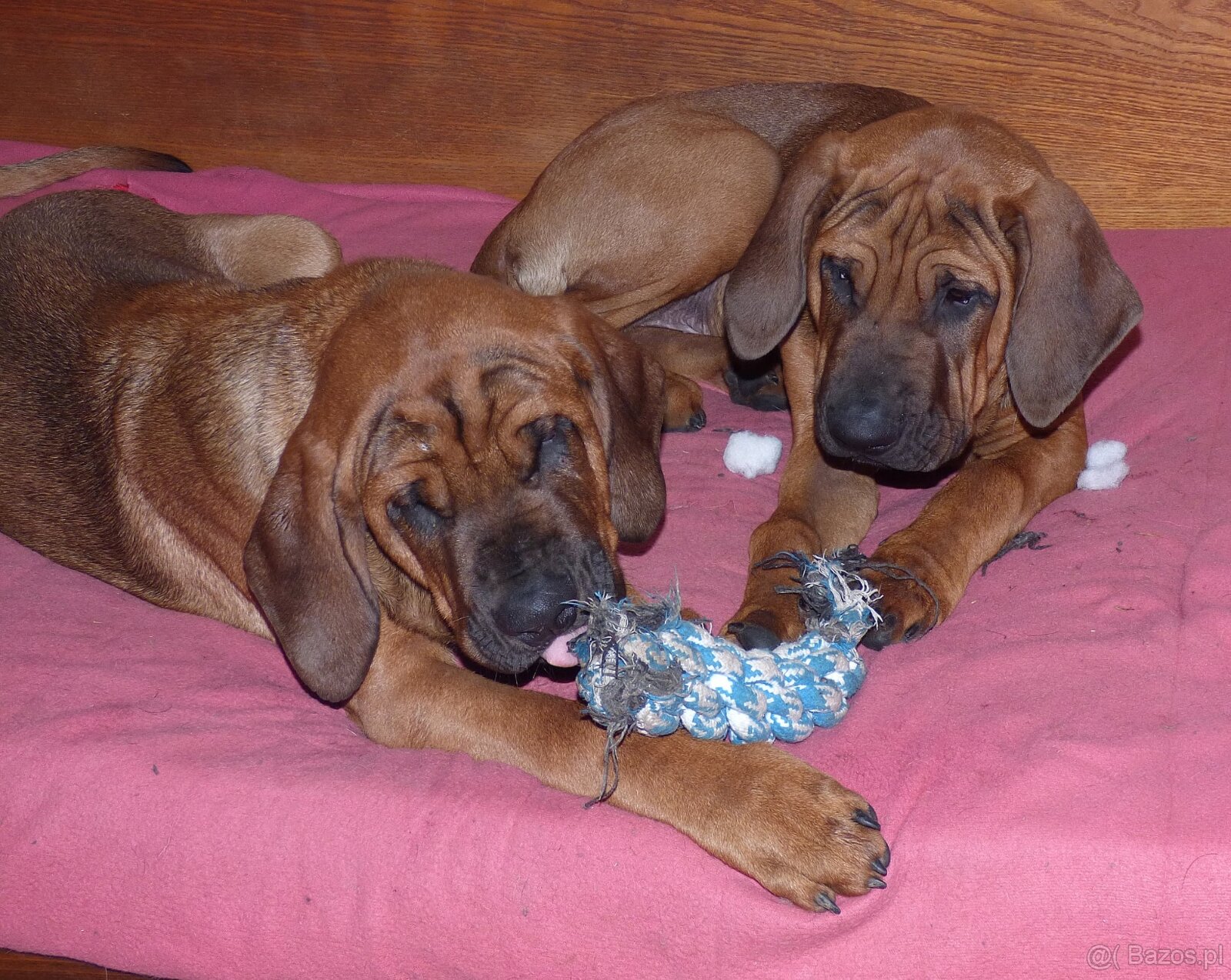 Tosa inu - nádherní pejsci s PP - 4