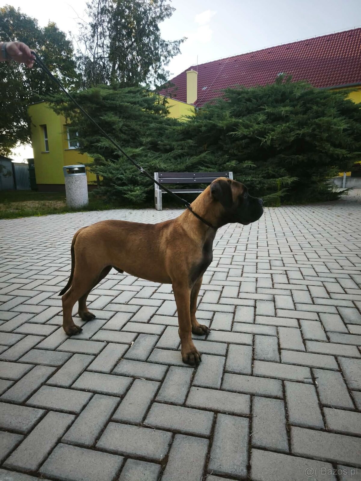 Bulmastif s PP/ Bullmastif/ Bulmastiff - 4