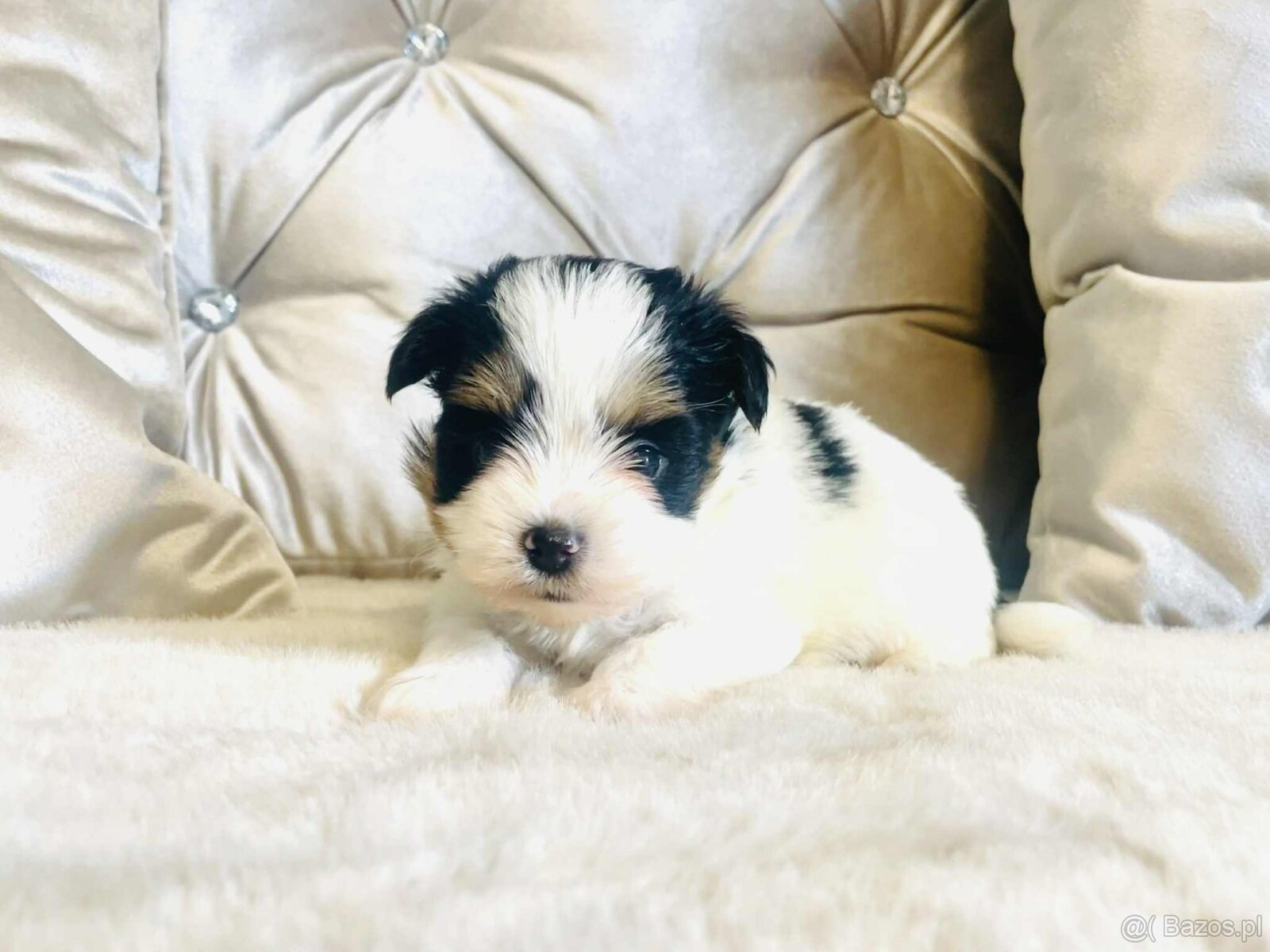 York Biewer - maleńki piękny chłopczyk. luxusowy. - 4