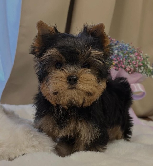 Szczeniak rasy yorkshire terrier
- 4