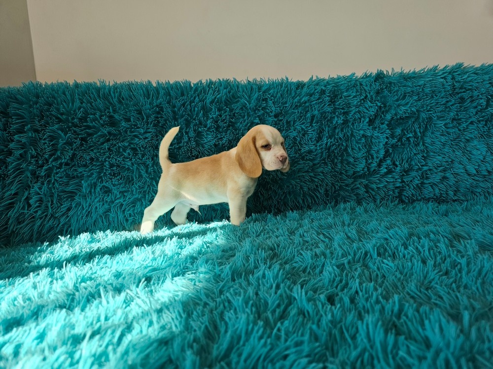 BEAGLE-ZKwP/FCI , po champ., różne kolory - 4