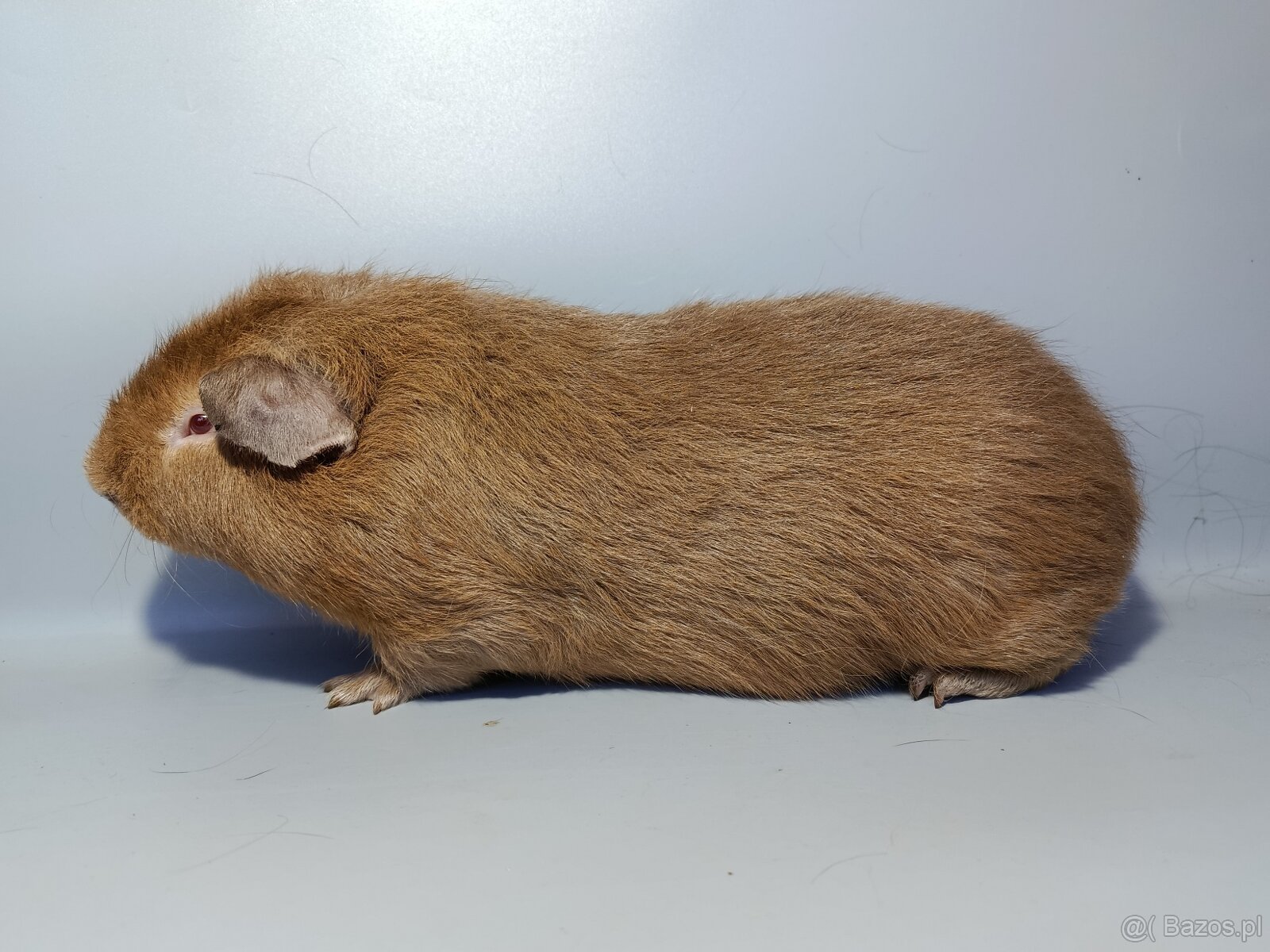gigantyczne świnki morskie Cuy - 4