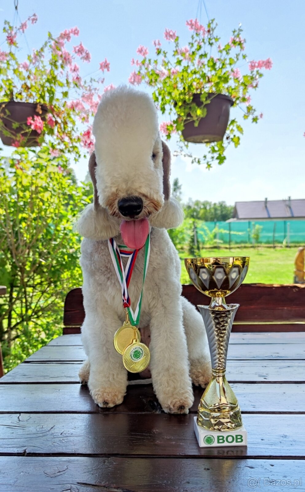 Bedlington terrier - 4