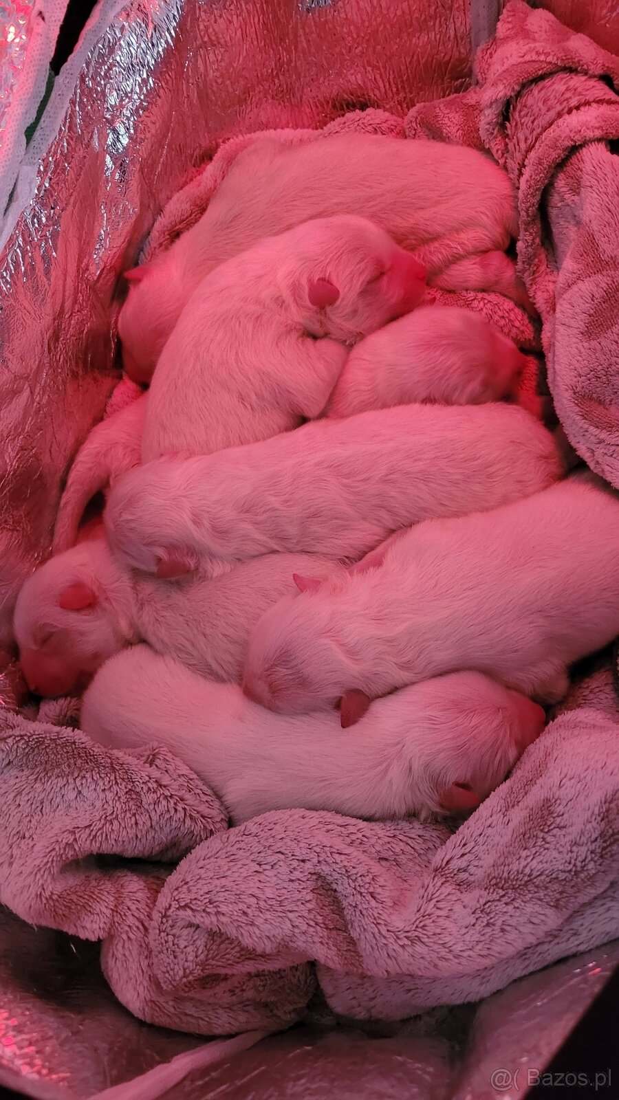 Szczenięta Samoyed ZKwP / FCI koniec marca / kwietnia - 4