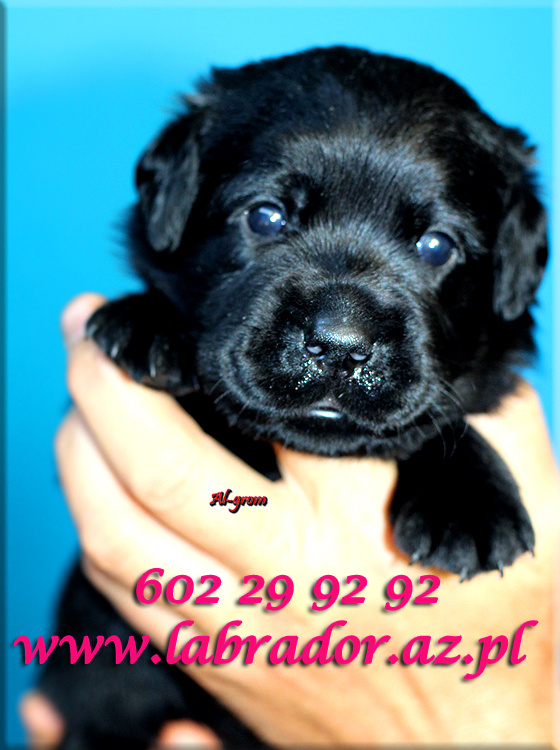 Labrador retriever czarne szczenięta - 4