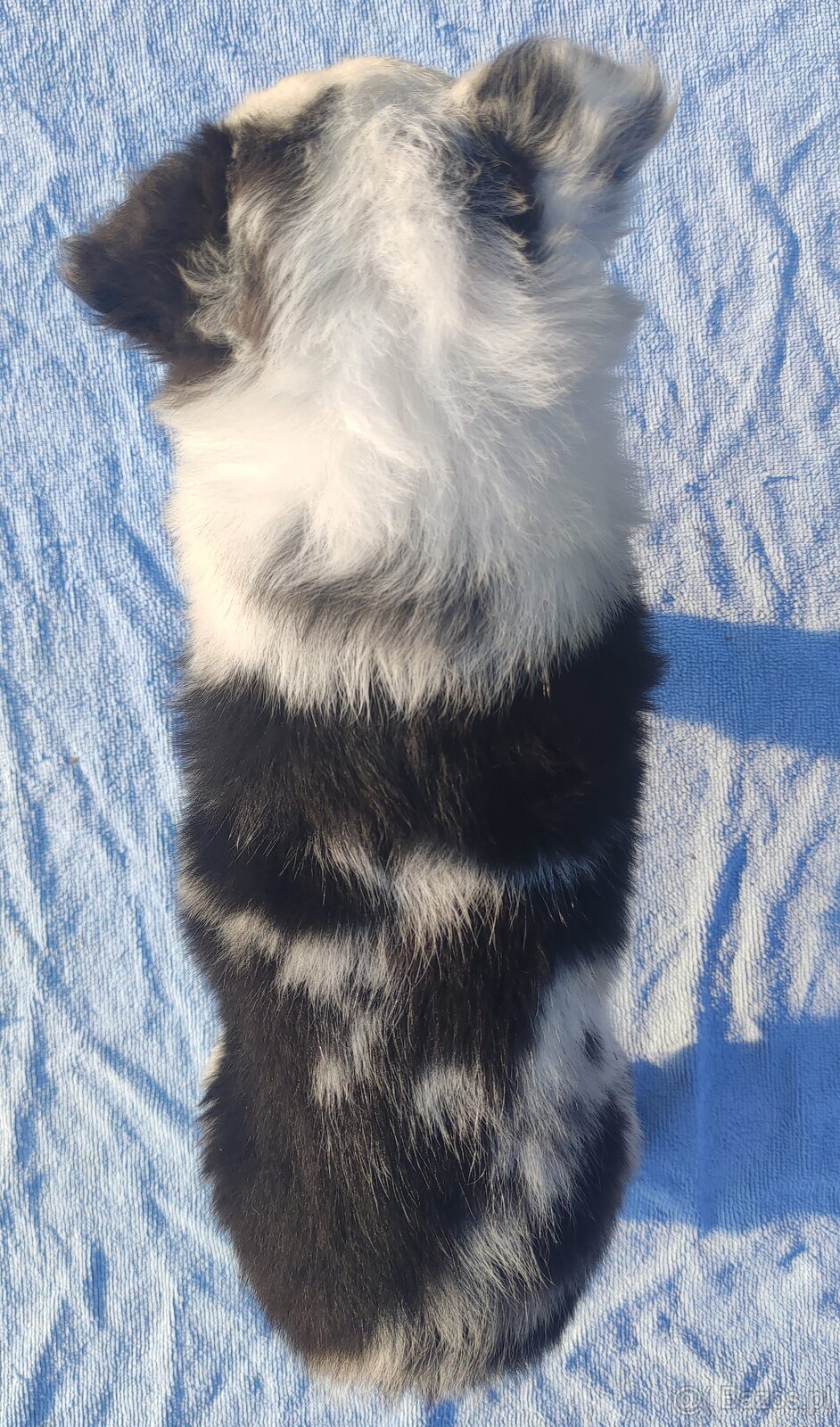 Prześliczna Suczka BORDER COLLIE - pełna dok. super rodzice - 4