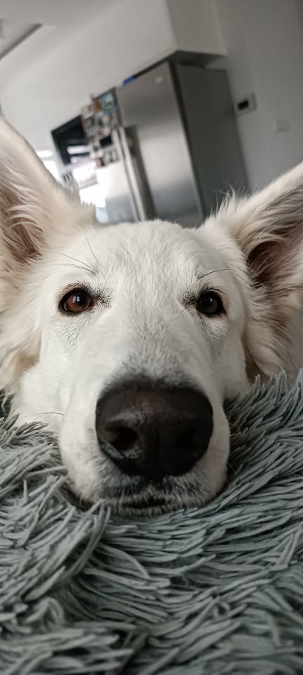 Biały Owczarek Szwajcarski hodowla Rivulus FCI - 4