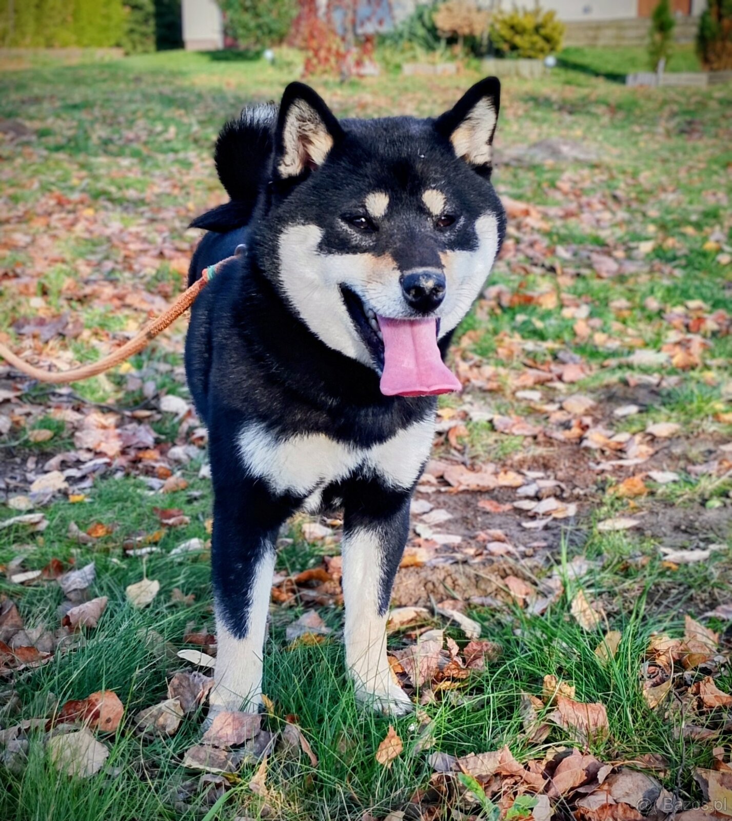 Shiba Inu, roczna suczka, czarna-podpalana - 4