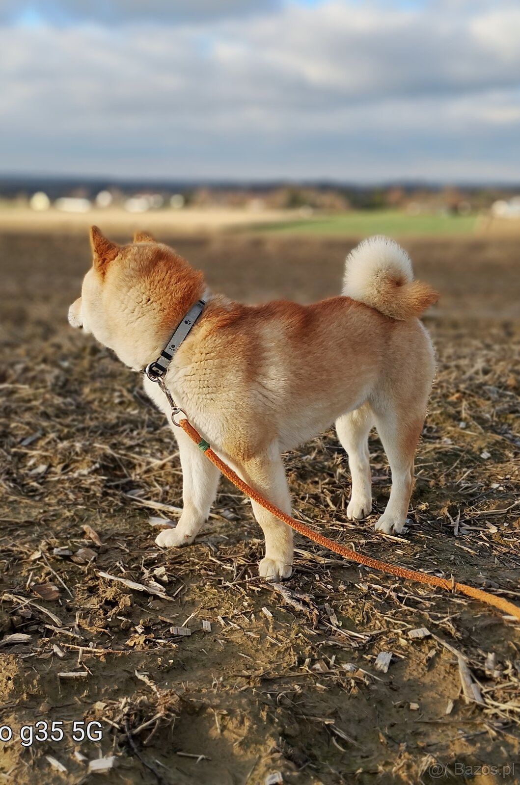 Shiba Inu czerwony sympatyczny piesek - 4