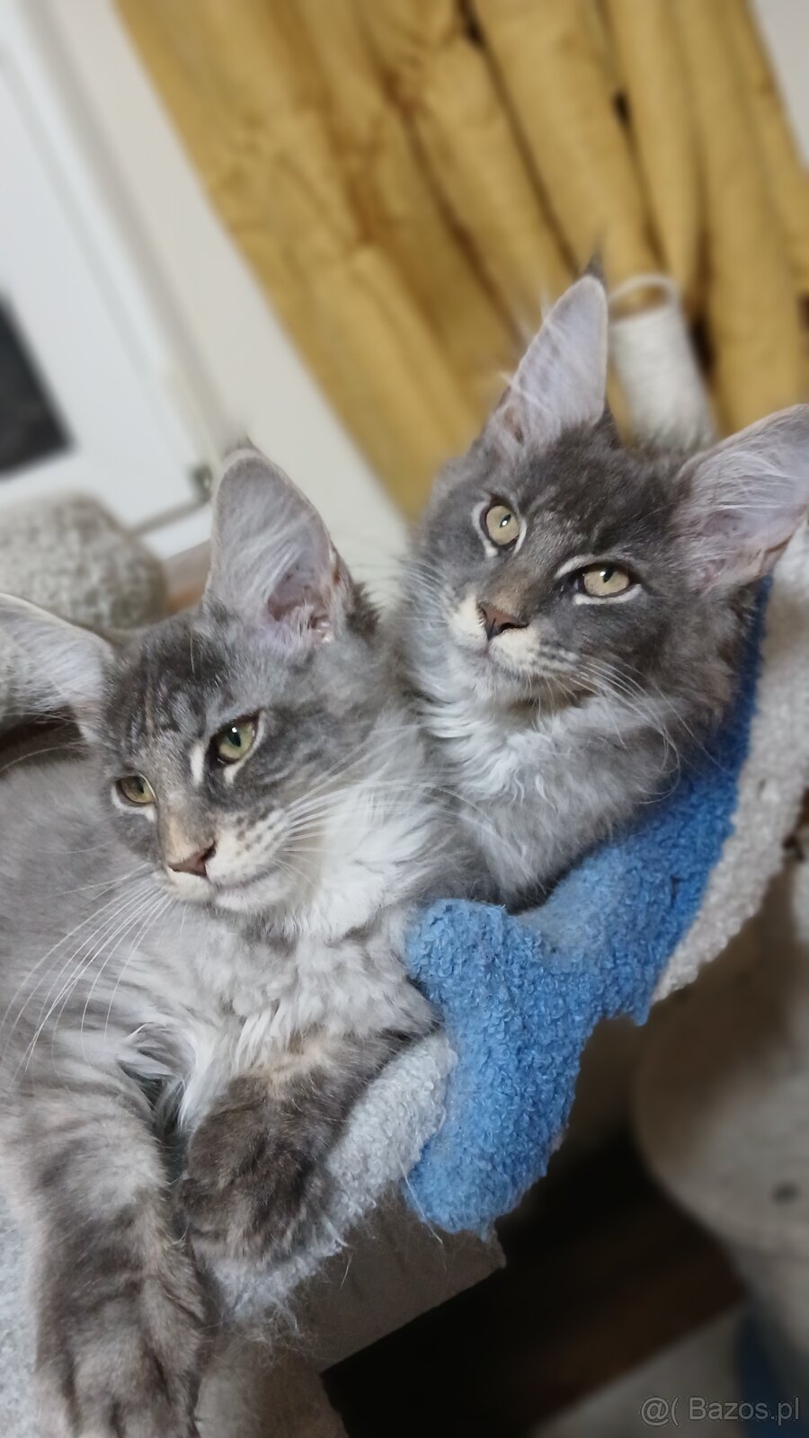 Maine coon FPL - 4
