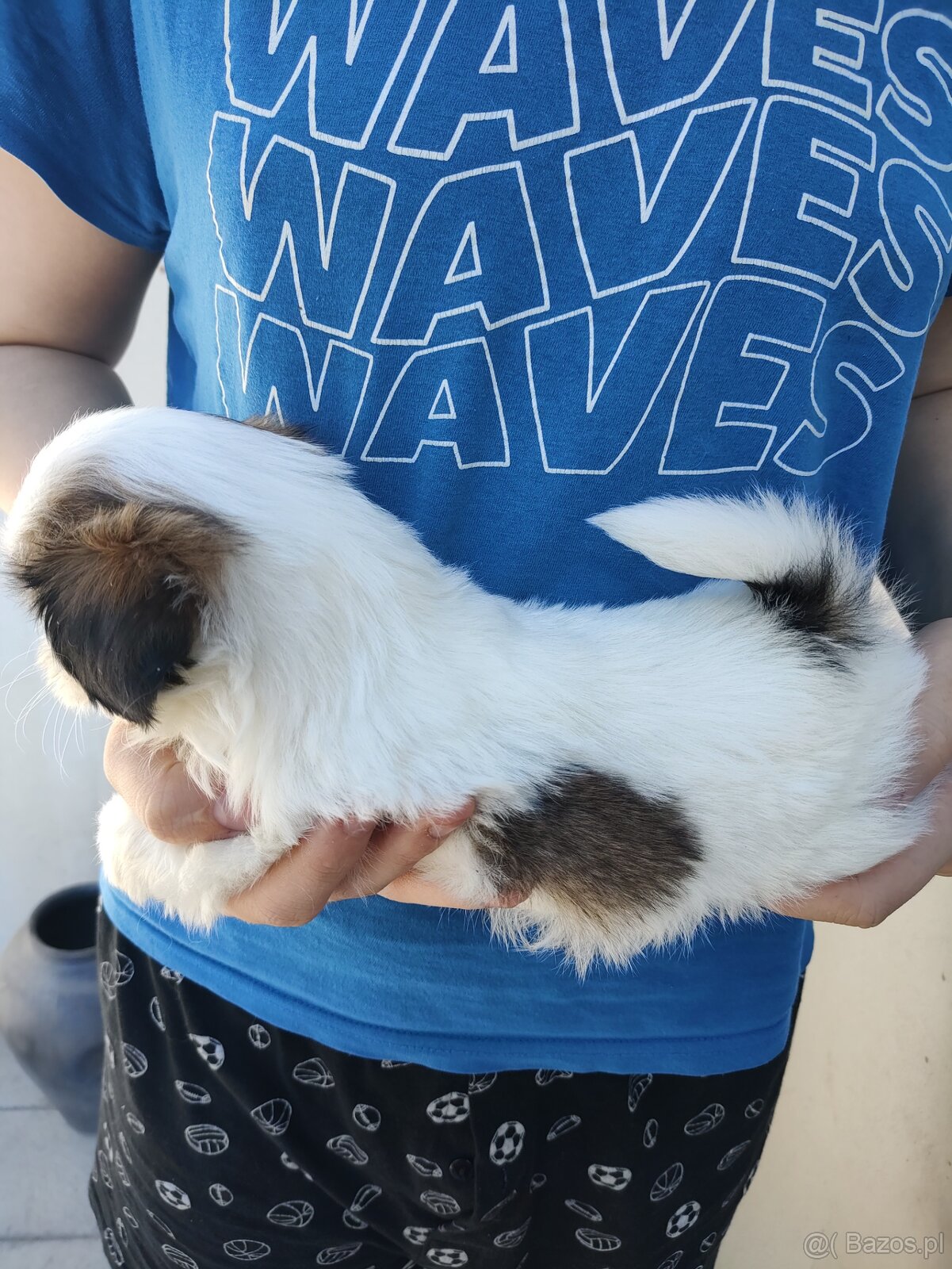 Suczka mieszanka pekińczyk shih-tzu - 4