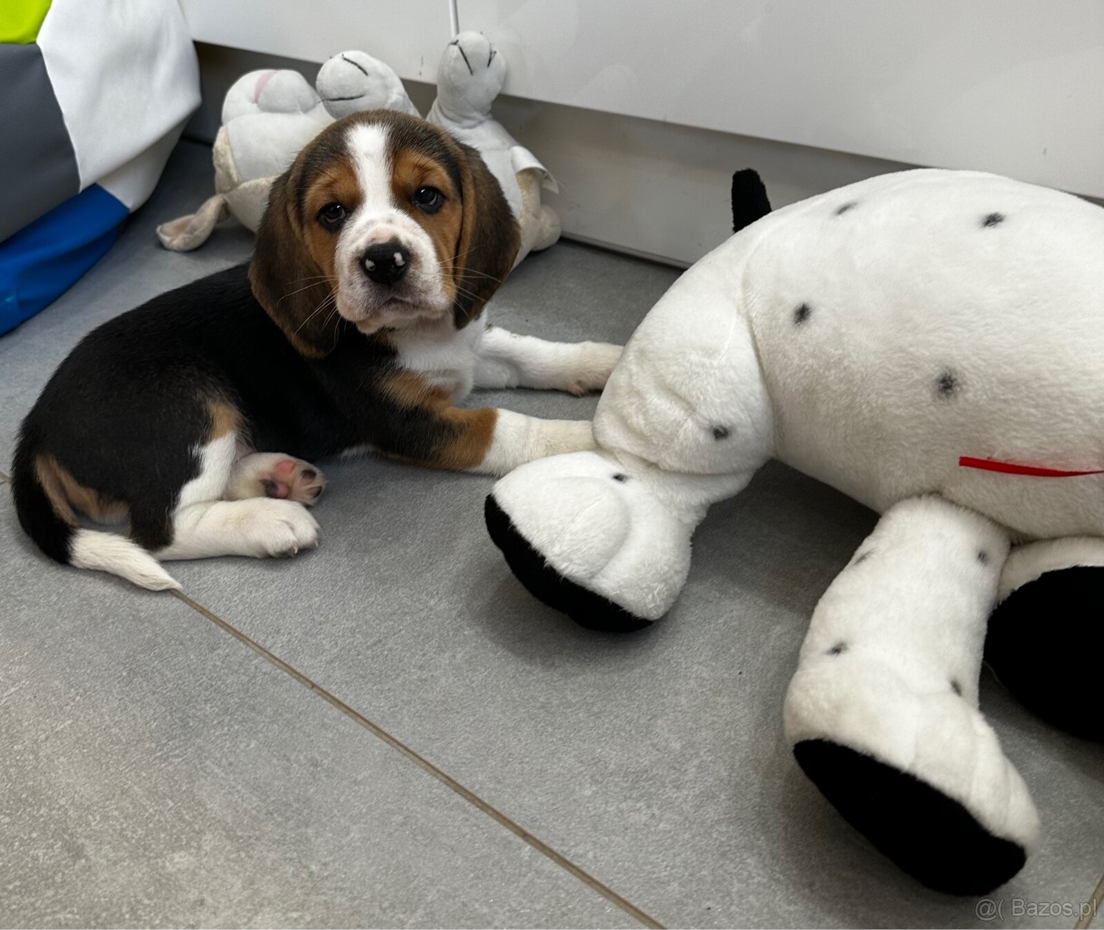 Beagle szczeniak - 4