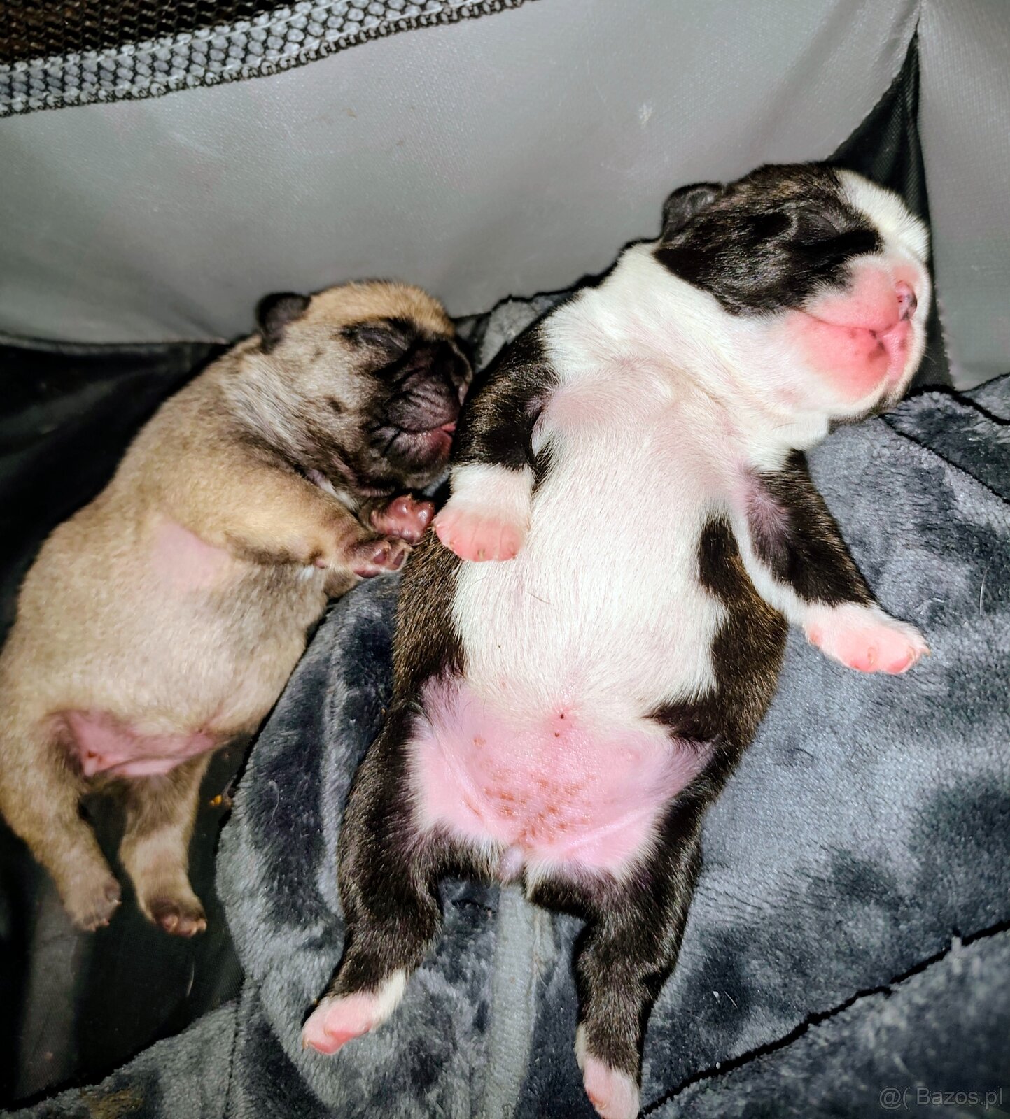 Buldog francuski - 4