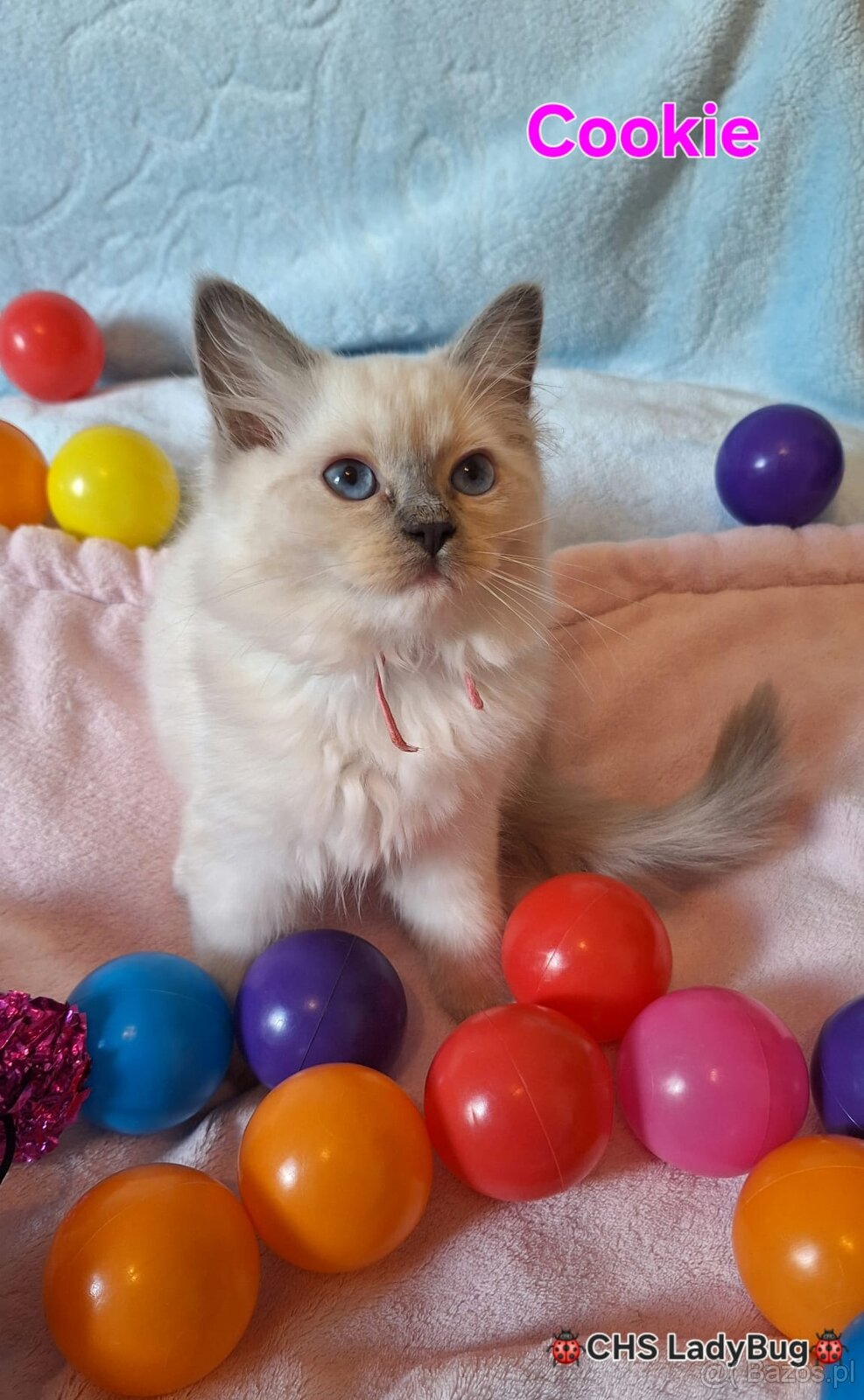Ragdoll s PP - 4