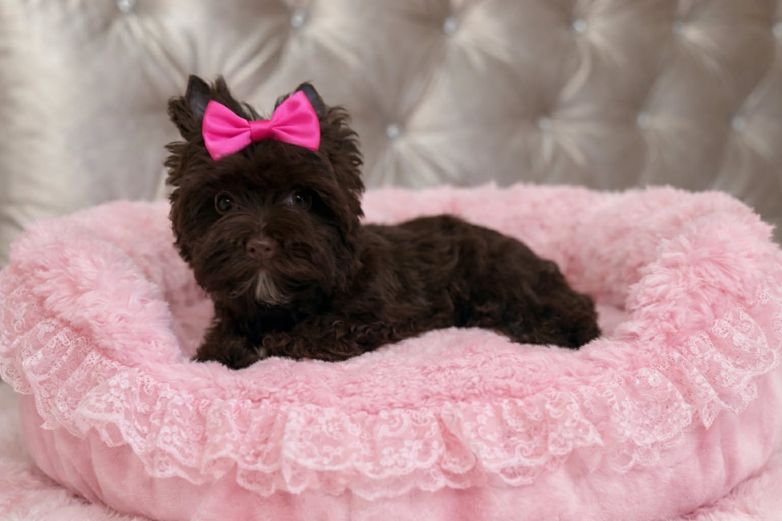 York Czekoladowa Barbi z Bajki. Dokumenty. Hodowla z Bajki. - 4