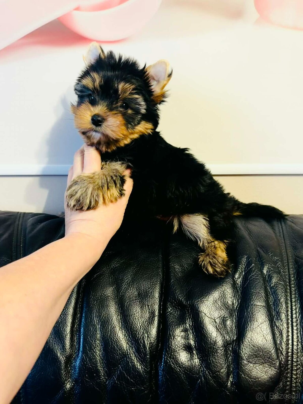 York Super Mario z Bajki. Dokumenty. Hodowla z Bajki. - 4