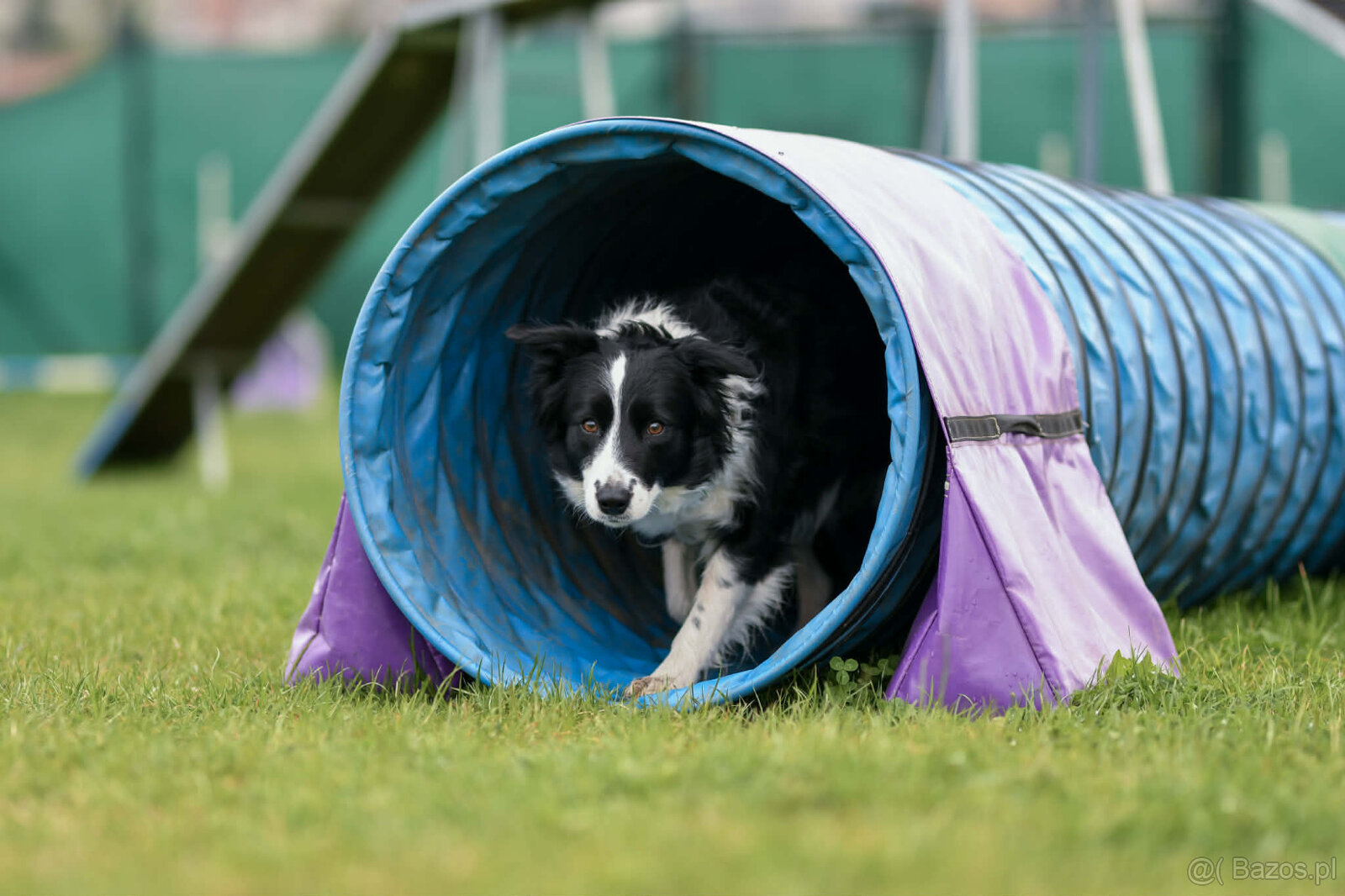 ZAPOWIEDŹ MIOTU Border Collie FCI/ZKwP - 4