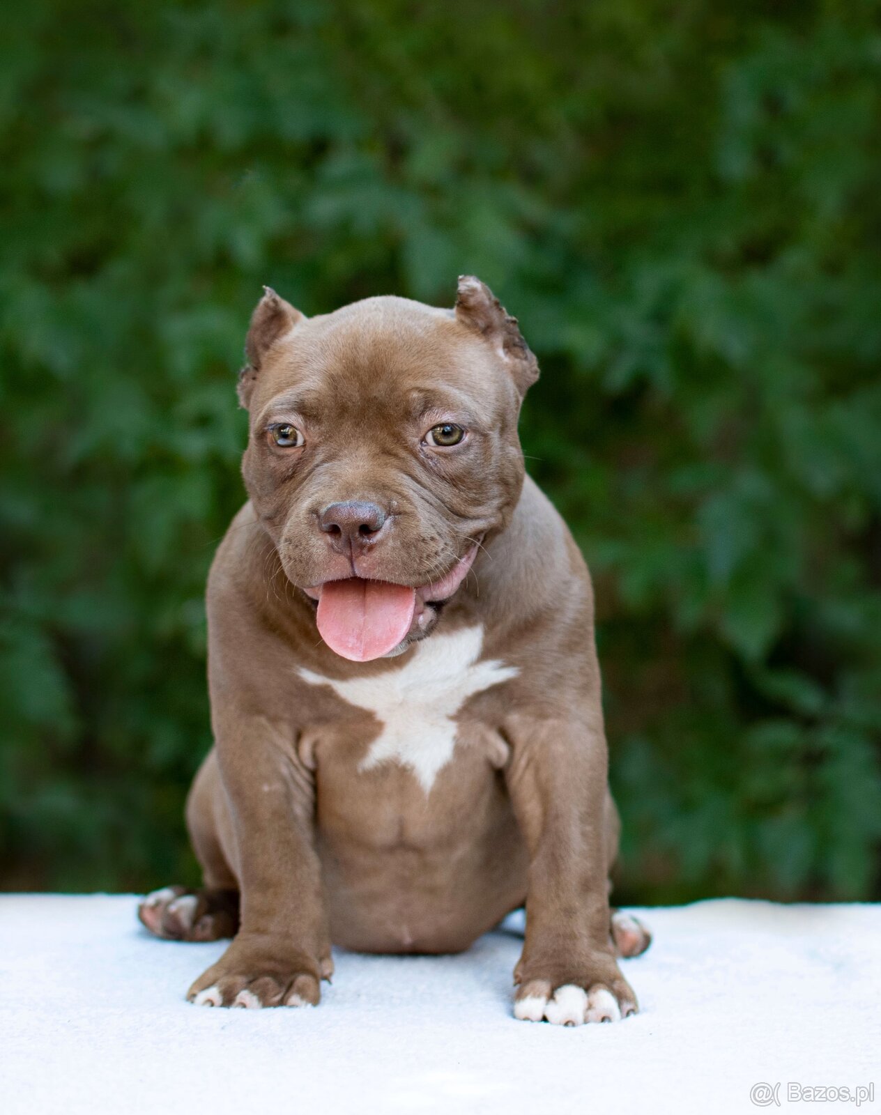 American bully - 4
