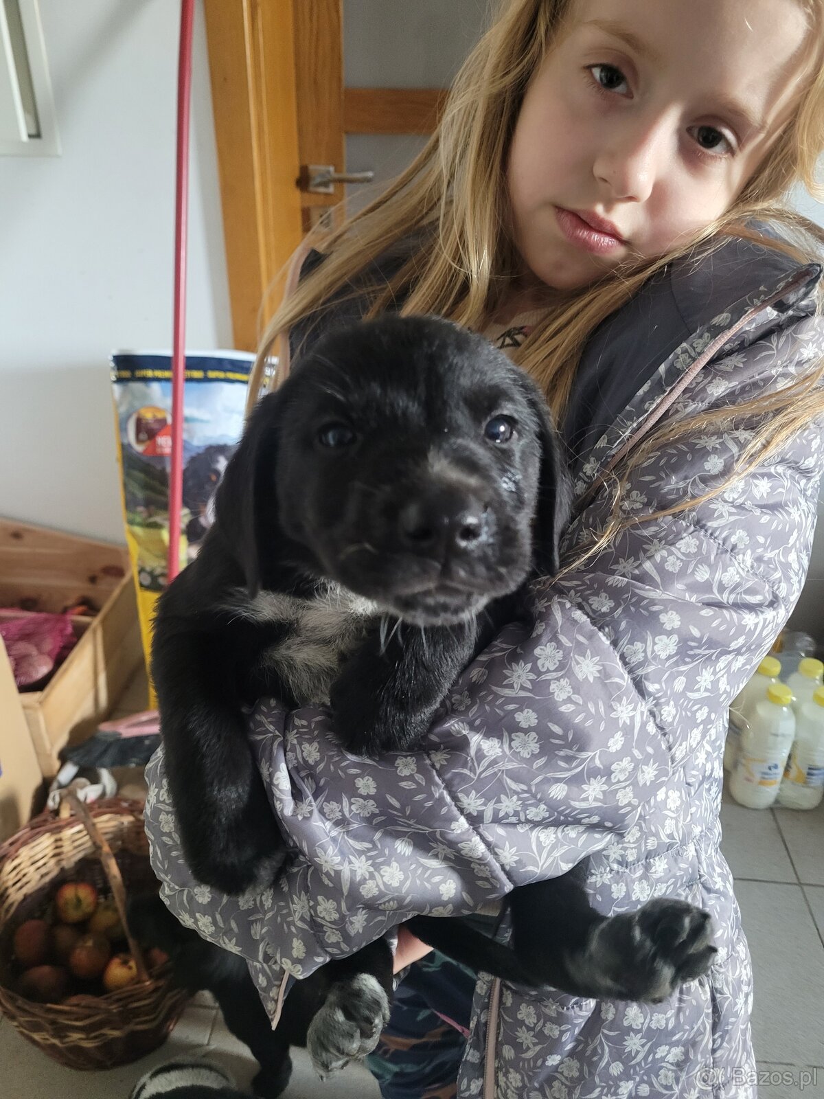 Szczeniaki wyżeł niemiecki - 4