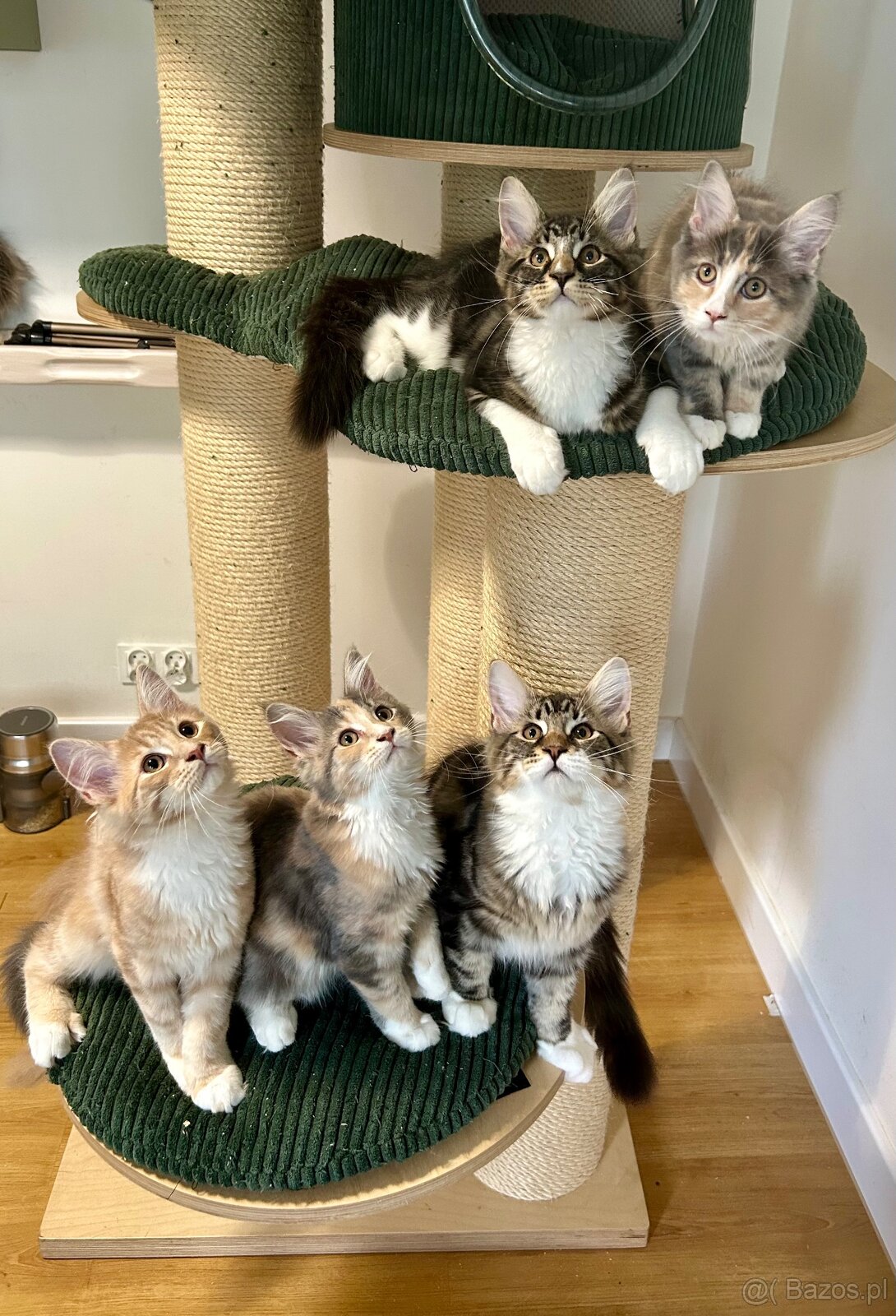 Maine Coon - 4