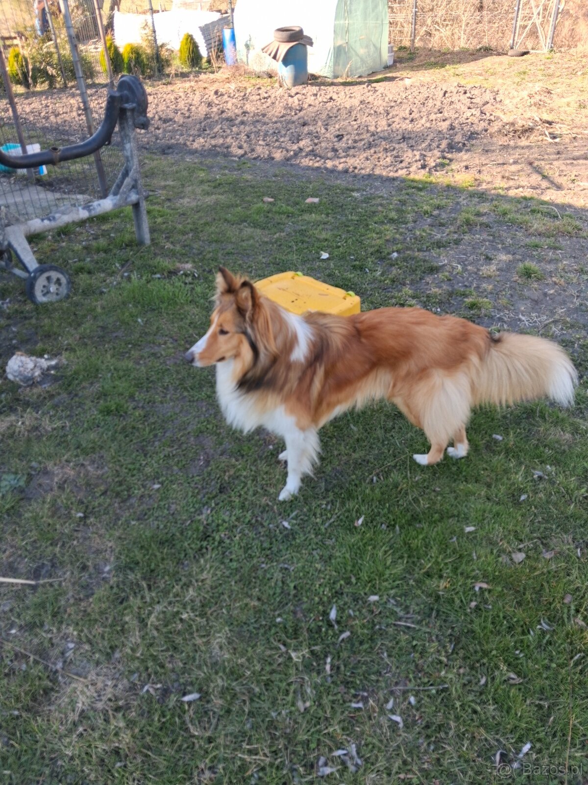 Owczarek Szkocki Collie - 4