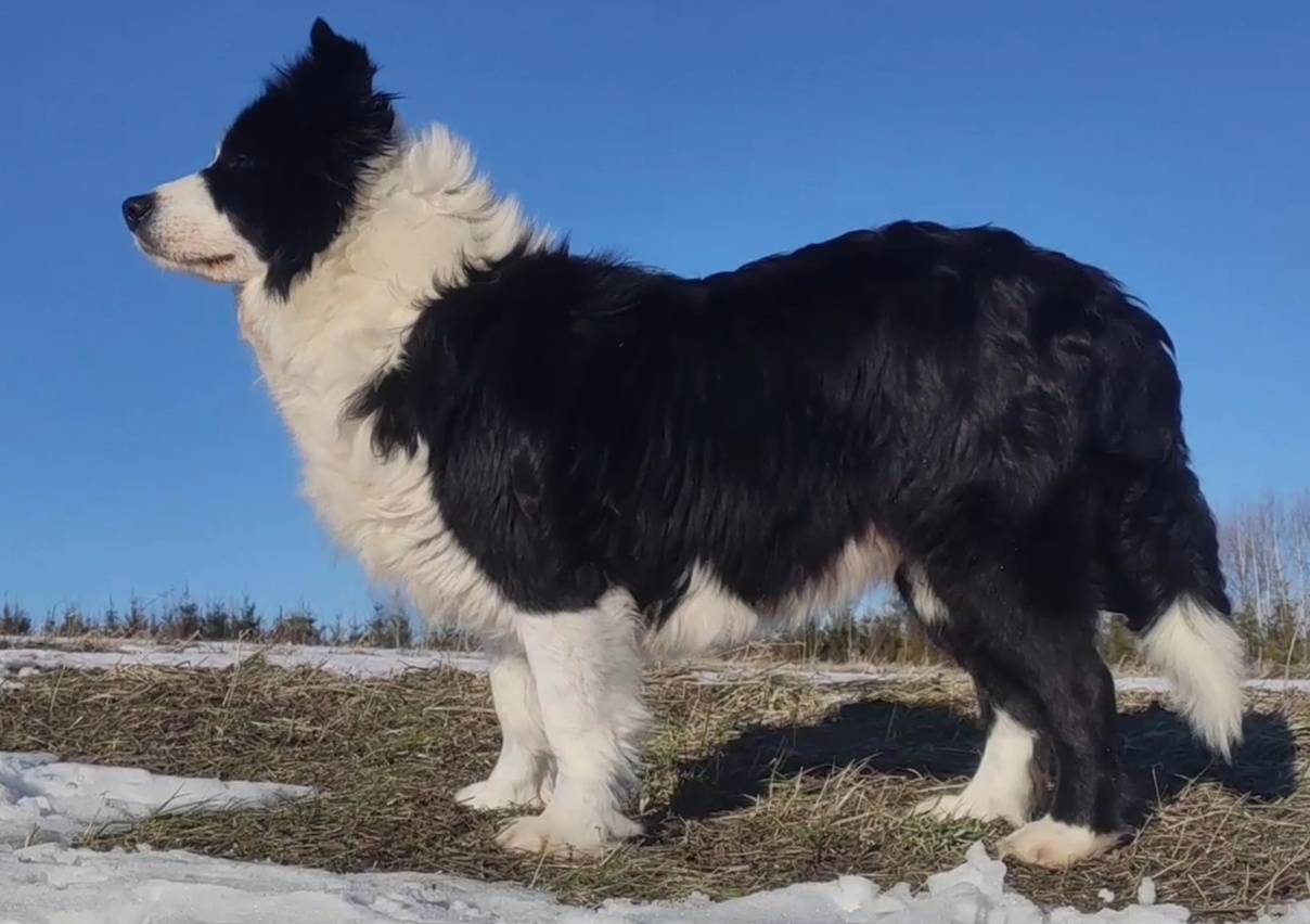 Cudny Pies GROSZEK - BORDER COLLIE z pełną dok. super rodzic - 4