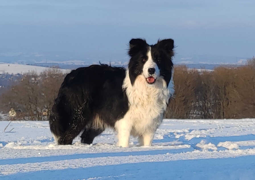 Wspaniała suczka BORDER COLLIE z pełną dok. rodzice - przeba - 4