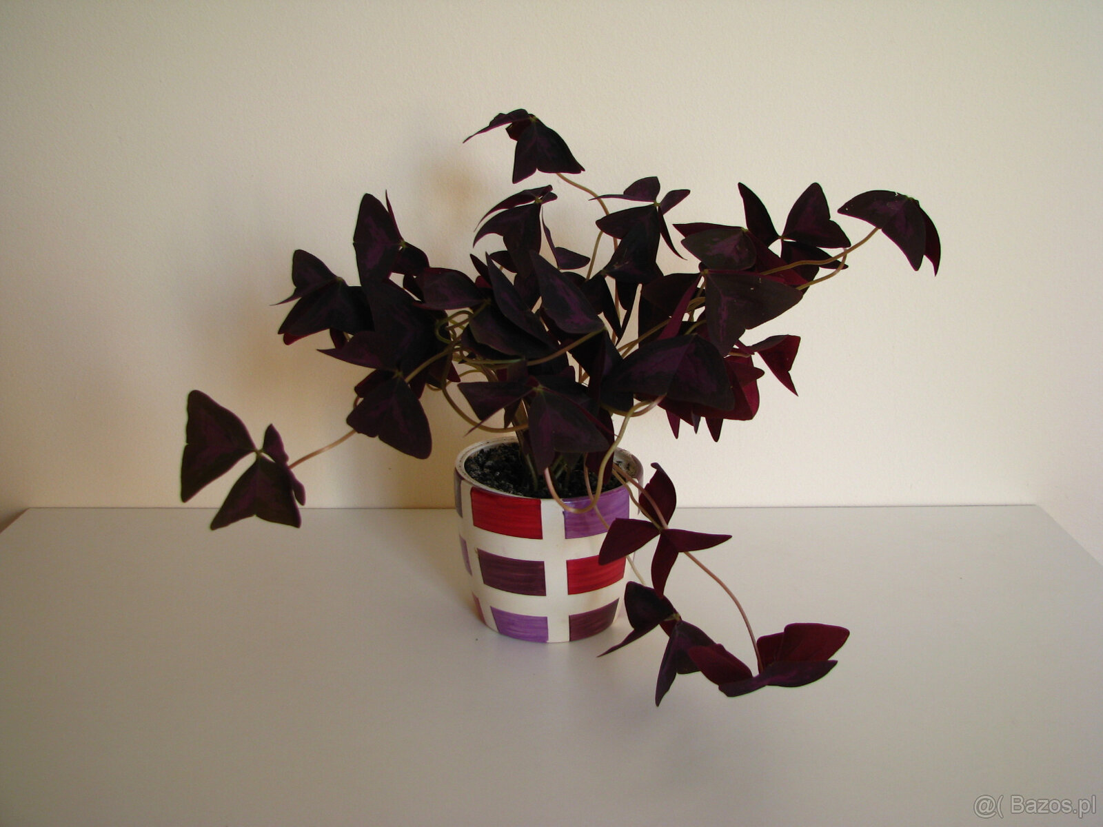 Szczawik trójkątny purpurowy na taras do mieszkania oranżeri - 4