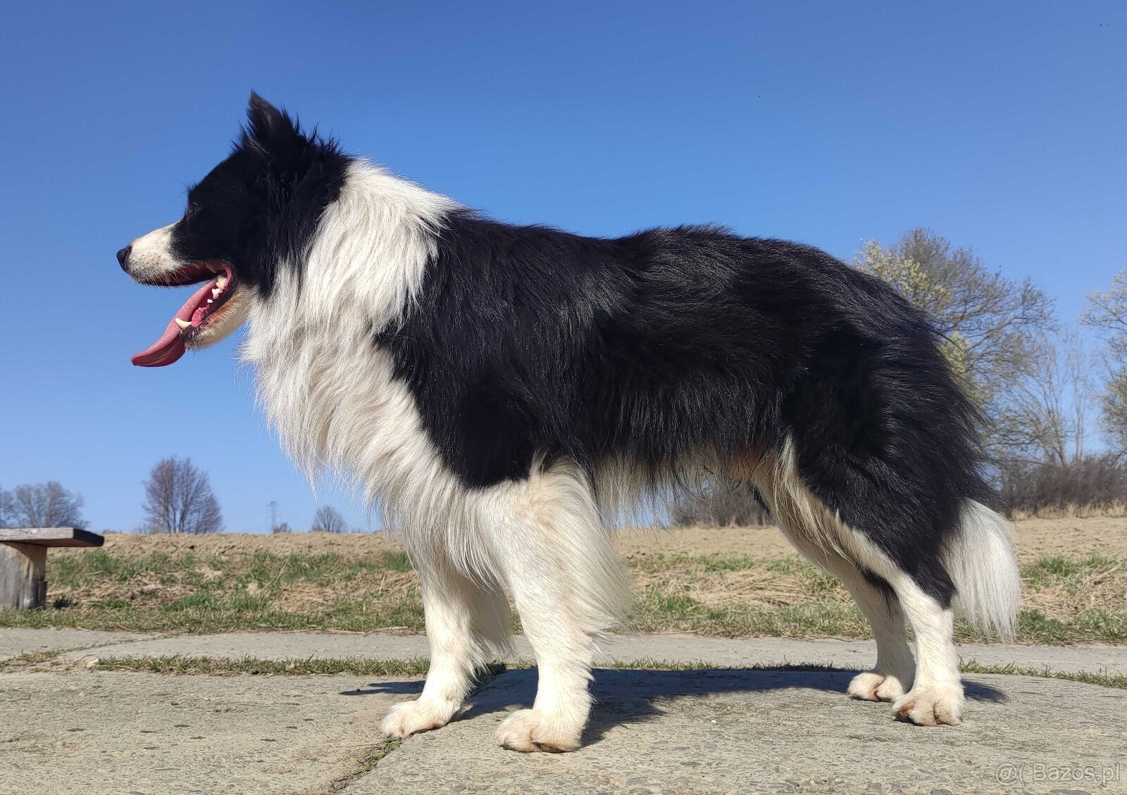 Reproduktor - Krycie - Border Collie - 4